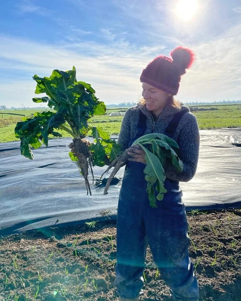 De witlof is klaar voor stap2! Wat is witlof eigenlijk? Het is een kropje opeengepakte bladeren. In de zomer slaan de dikke wortels voedingsstoffen/reserves op. Na het afsterven van het bovengrondse deel plant je de wortels, bijvoorbeeld in een emmer