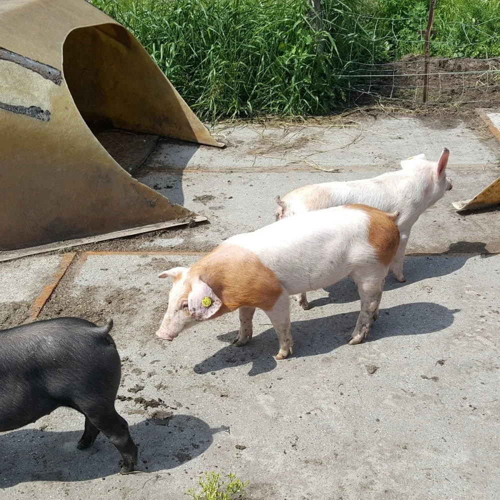 varken2.jpeg