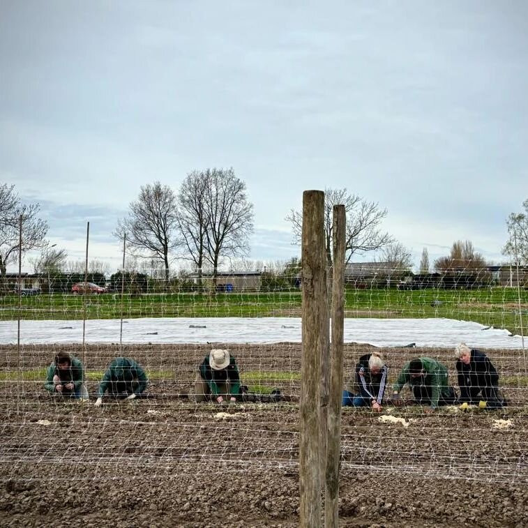 Allemaal op een rijtje de peultjes planten 🌱 We hebben vandaag stevige netten gespannen waar ze tegenaan kunnen groeien. Vervolgens afgedekt met fijn gaas tegen nieuwsgierige vogels...#peultjes #bonenstaken #biologisch #groentenpluktuin #zelfoogst 
