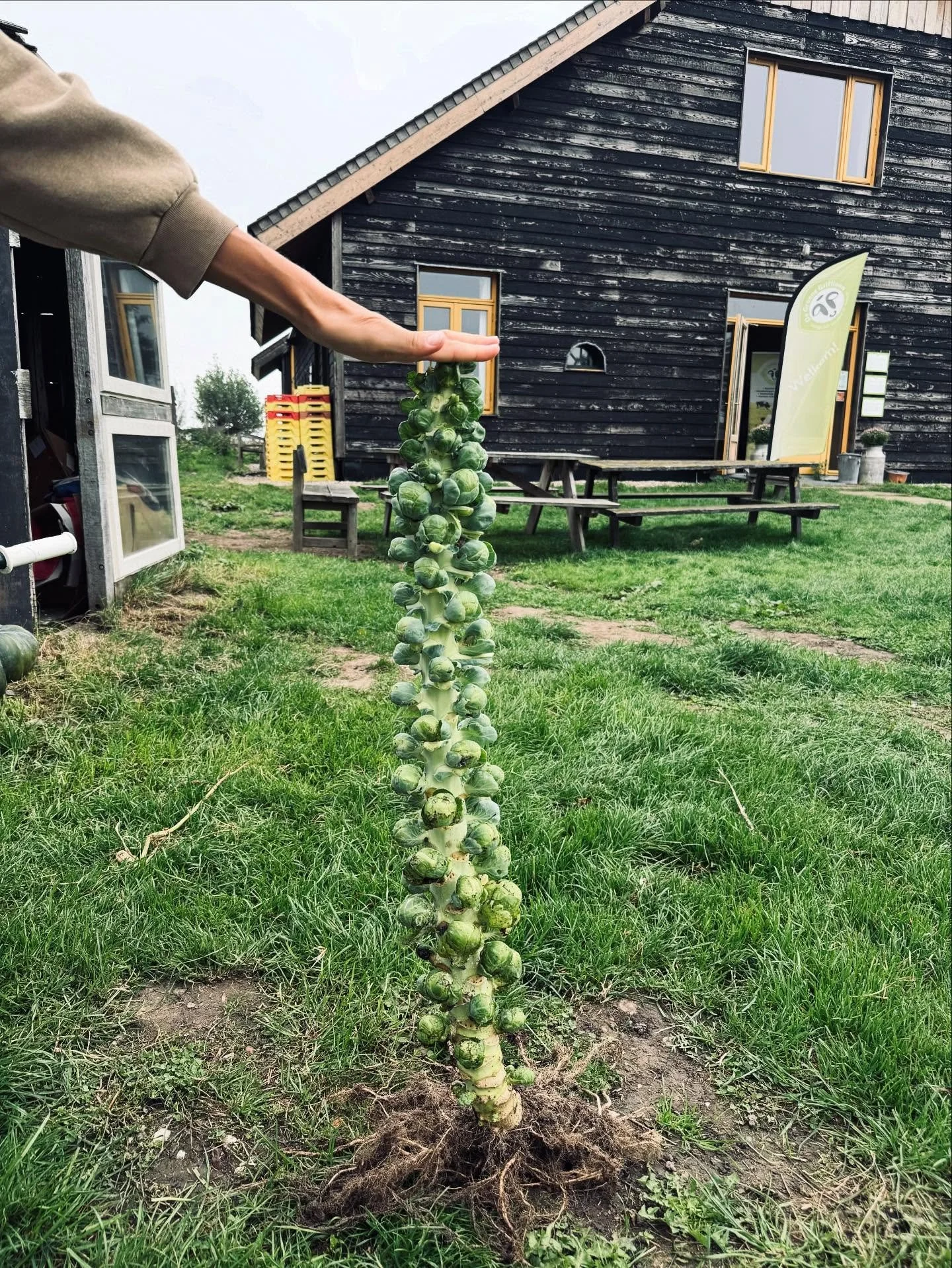 Spruitjes! Wat staan ze er prachtig bij en het blijft het een wonder hoe ze groeien. Veel nieuwe plukkers worden door de spruitjes plant verrast. De spruiten groeien in de bladoksels langs de stam. Wist jij dit al? 

Vers aan de Vecht
Wij willen wete