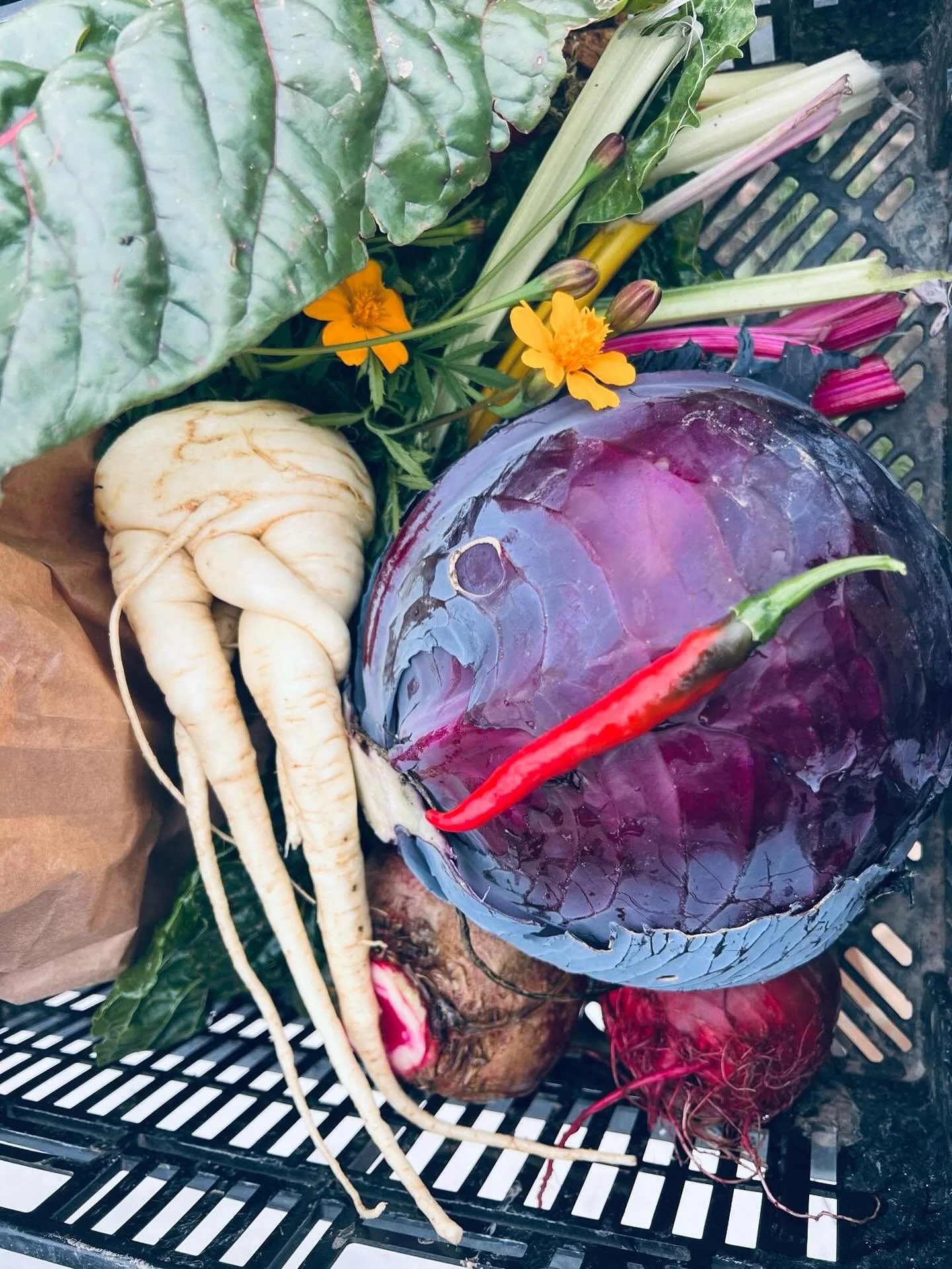 Er zijn deze week flink wat pastinaakjes geoogst, maar deze pastinaaktfoto wilden we even met je delen.

Hou jij ook van pastinaak? Welk gerecht maak jij ermee? 

Spicy Wednesday 🌶️

Vers aan de Vecht
Wij willen weten wat we eten

#zelfoogsttuin #bi