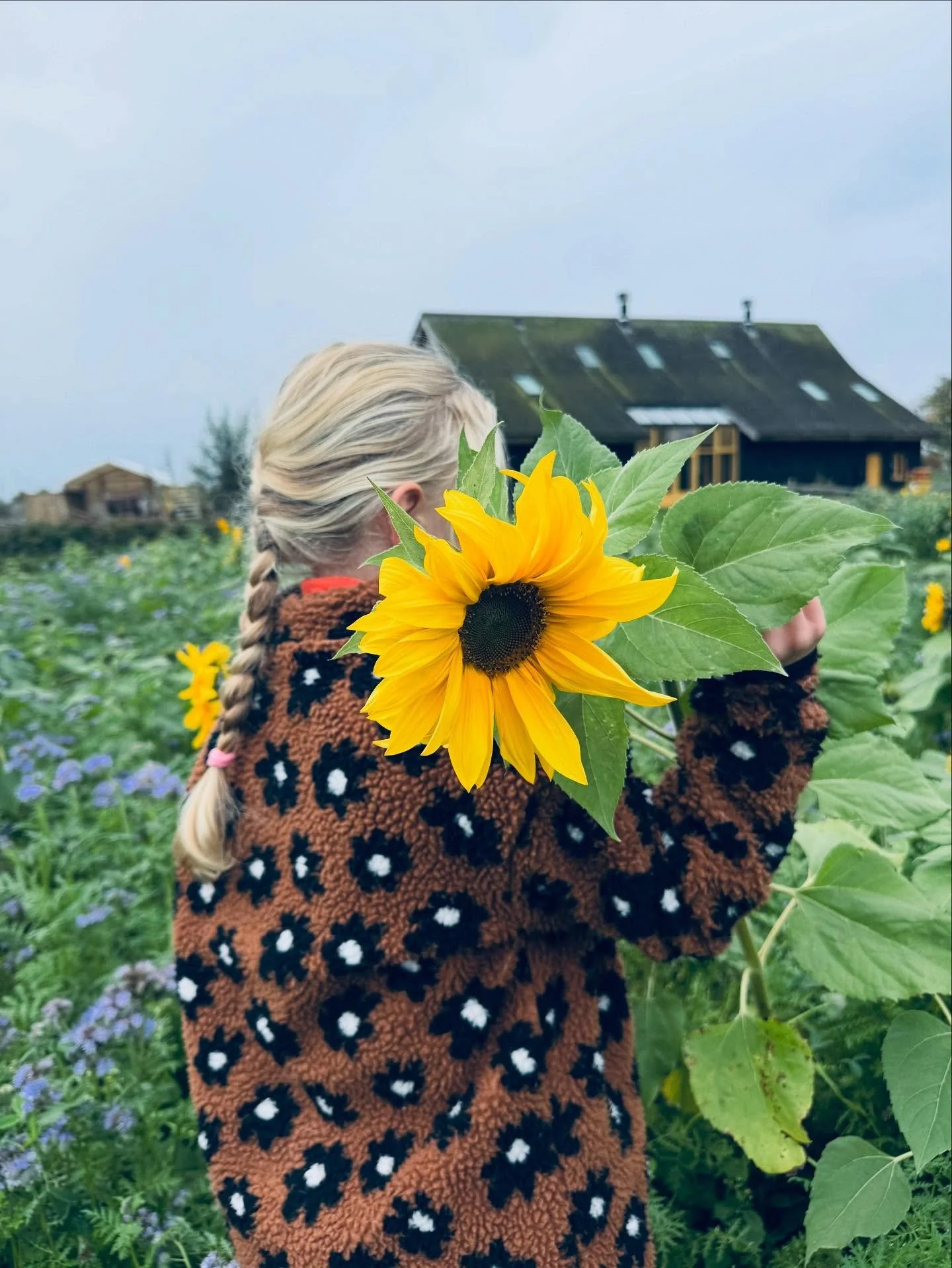 Deze kleine plukkers genieten nog even van deze prachtige zonnebloemen, maar dit veldje is eigenlijk bedoeld voor de vogels.

Zodra de bloemen indrogen, wordt het een gezond feestmaal voor onze gevleugelde vrienden. 

Wat doe jij straks om de vogels 