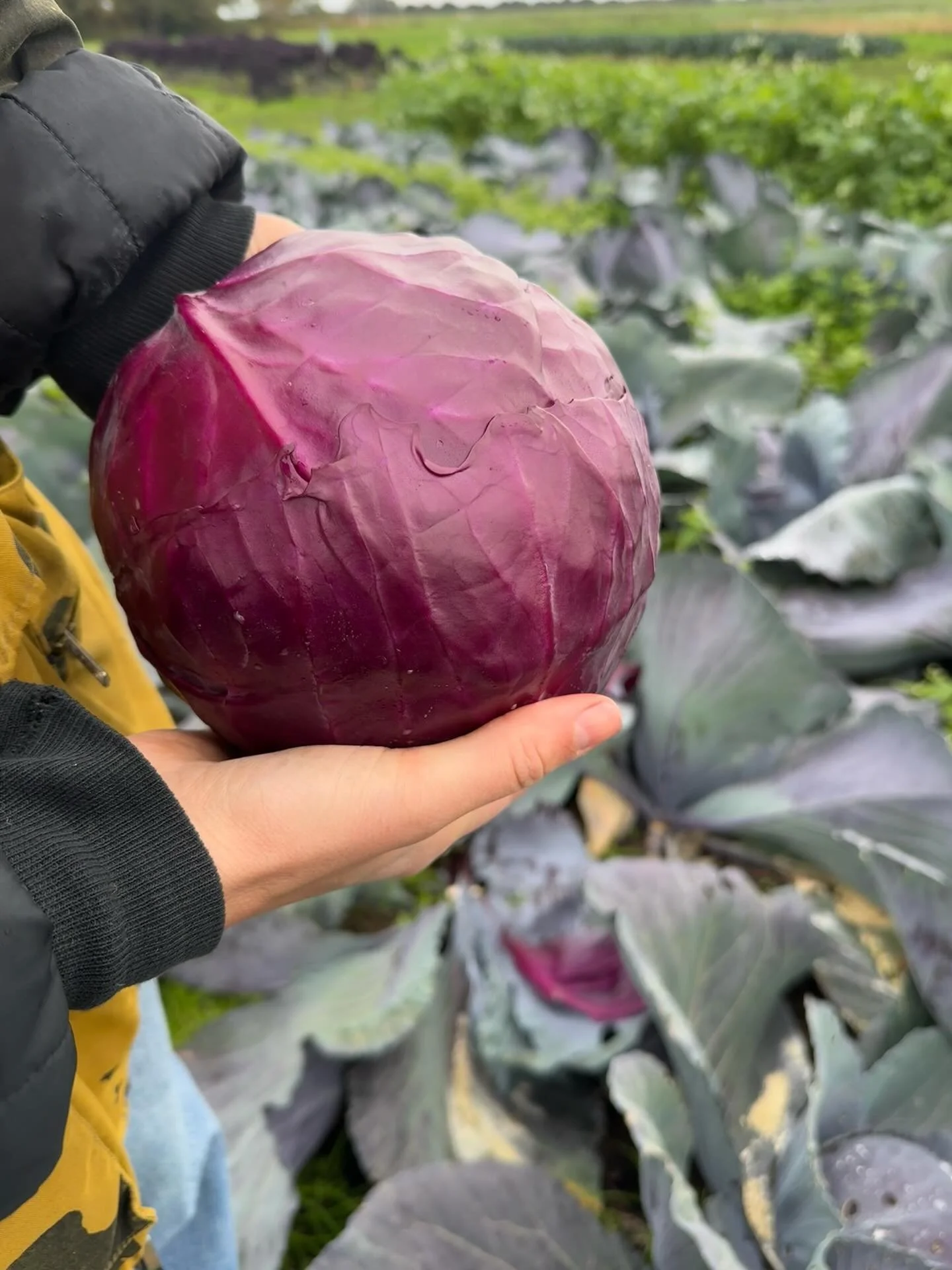 Rode kool in de schijnwerper.
Sowieso al mooi, maar zodra je de buitenste bladeren weghaalt, komt dat diepe paars tevoorschijn.

Echt een prachtig stuk groente. Heb jij hier al iets lekkers mee gekookt?

Vers aan de Vecht
Wij willen weten wat we eten