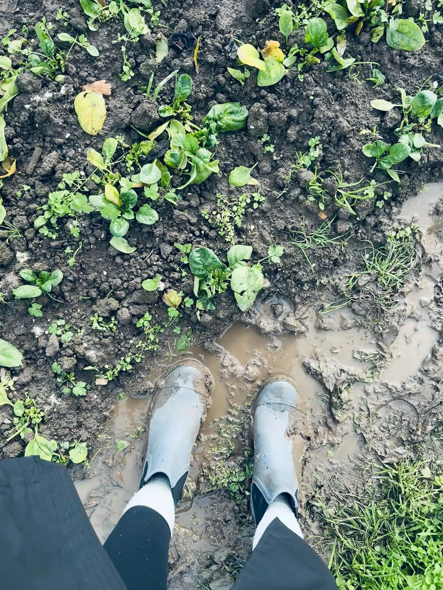 Oeh geen overbodige luxe met dit weer. Trek je regenlaarzen maar aan als je komt plukken, want het is erg nat en blubberig op de paden. De groentes waren des te kleurrijker, die genieten wel van al dat water. 

Ga jij er dit weekend nog op uit met je