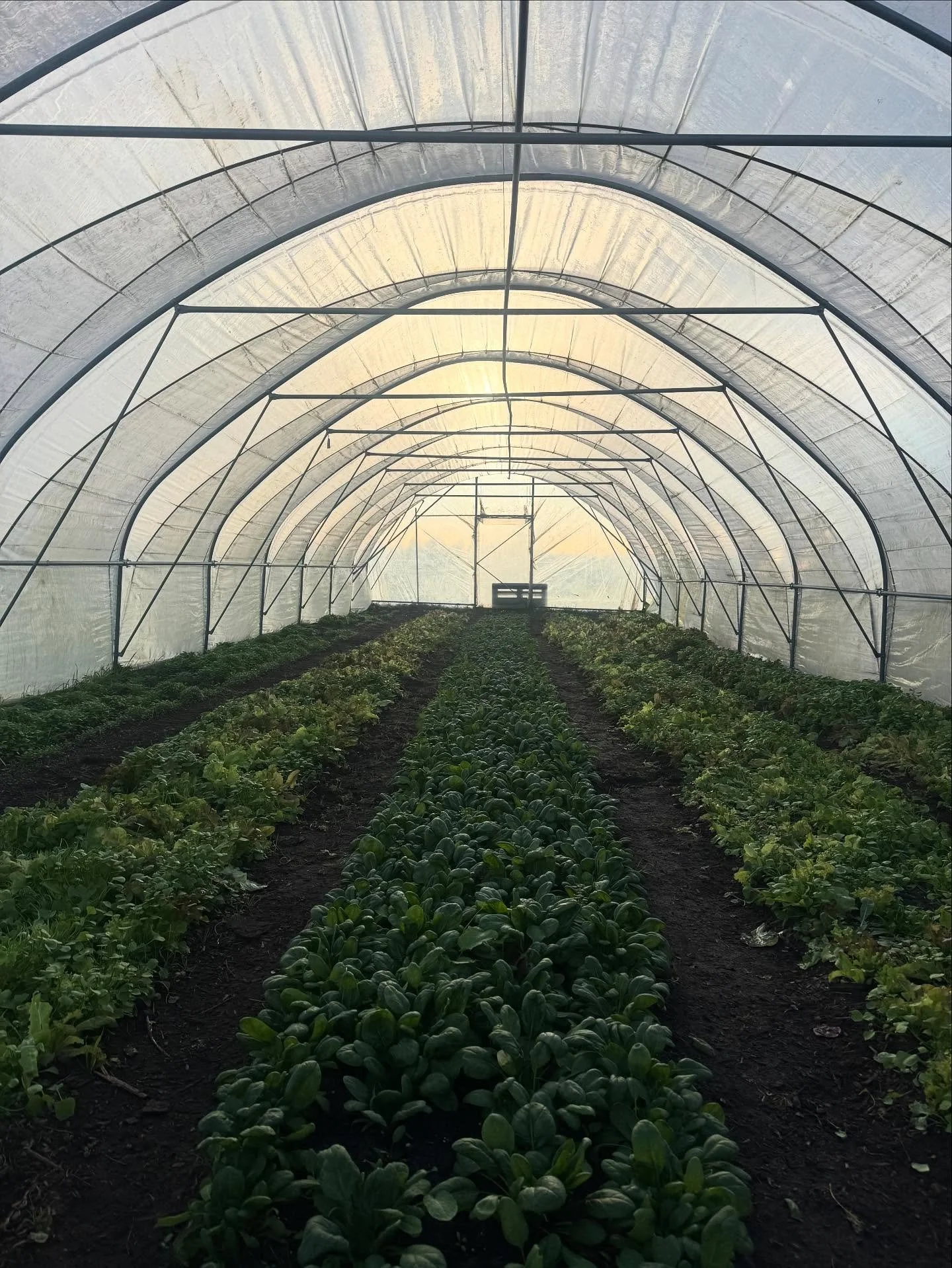 Even over de kassen op het erf. Aan het einde van de oogst (eind november) halen de tuinders en helpende handen het plastic eraf. Dat is veiliger qua stormen...en zo blijft het plastic ook langer goed #duurzaam. Het geraamte blijft de hele winter sta