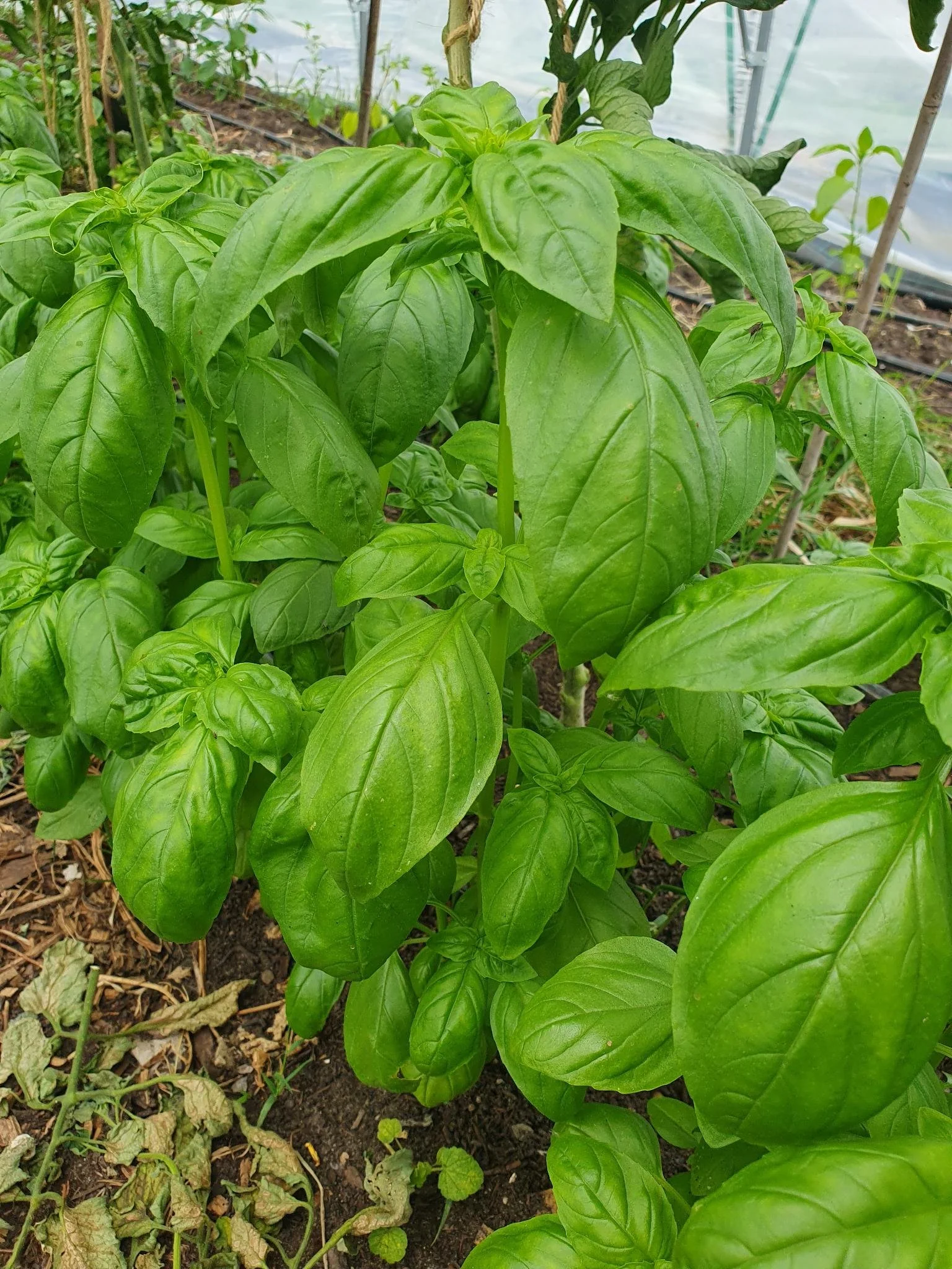 basilicum 25.jpeg
