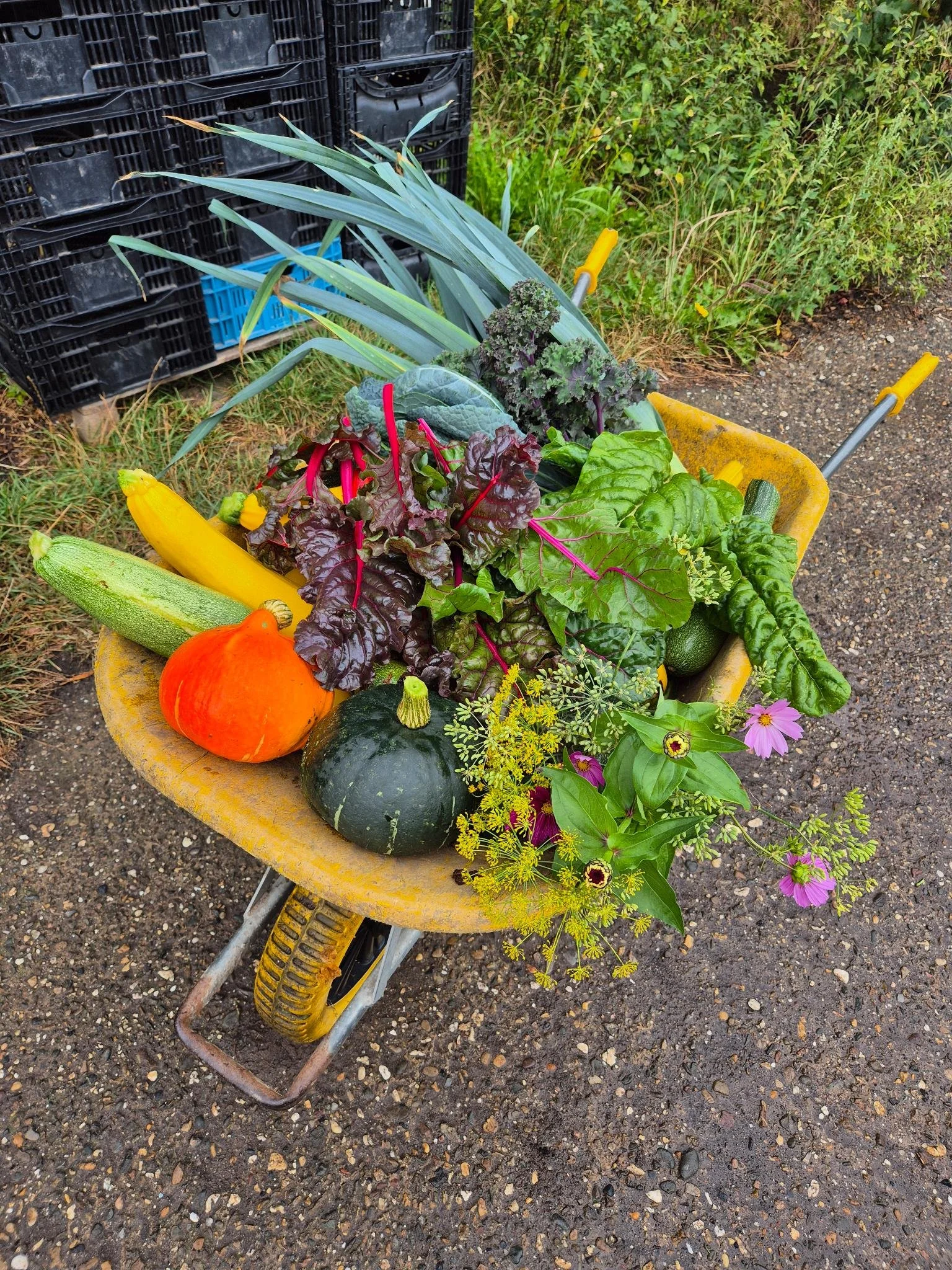 oogst eind zomer 25.jpeg