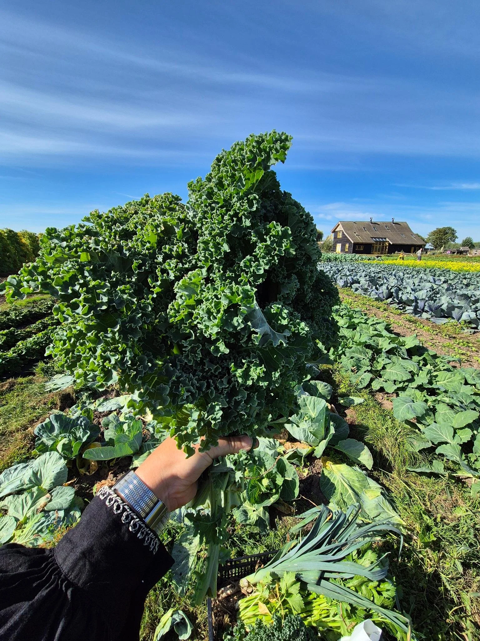 eerste boerenkool 25.jpeg