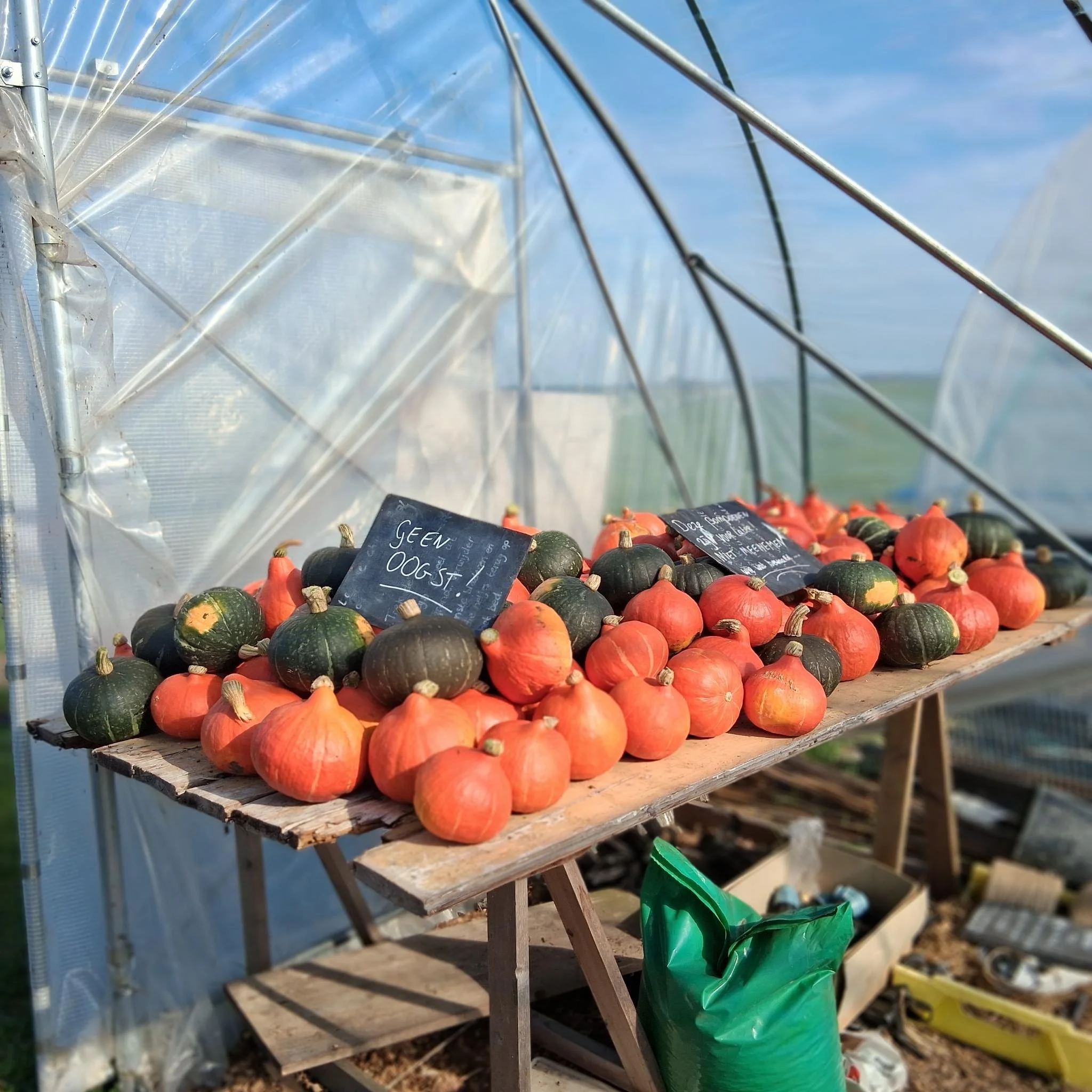 bewaar pompoenen.jpeg