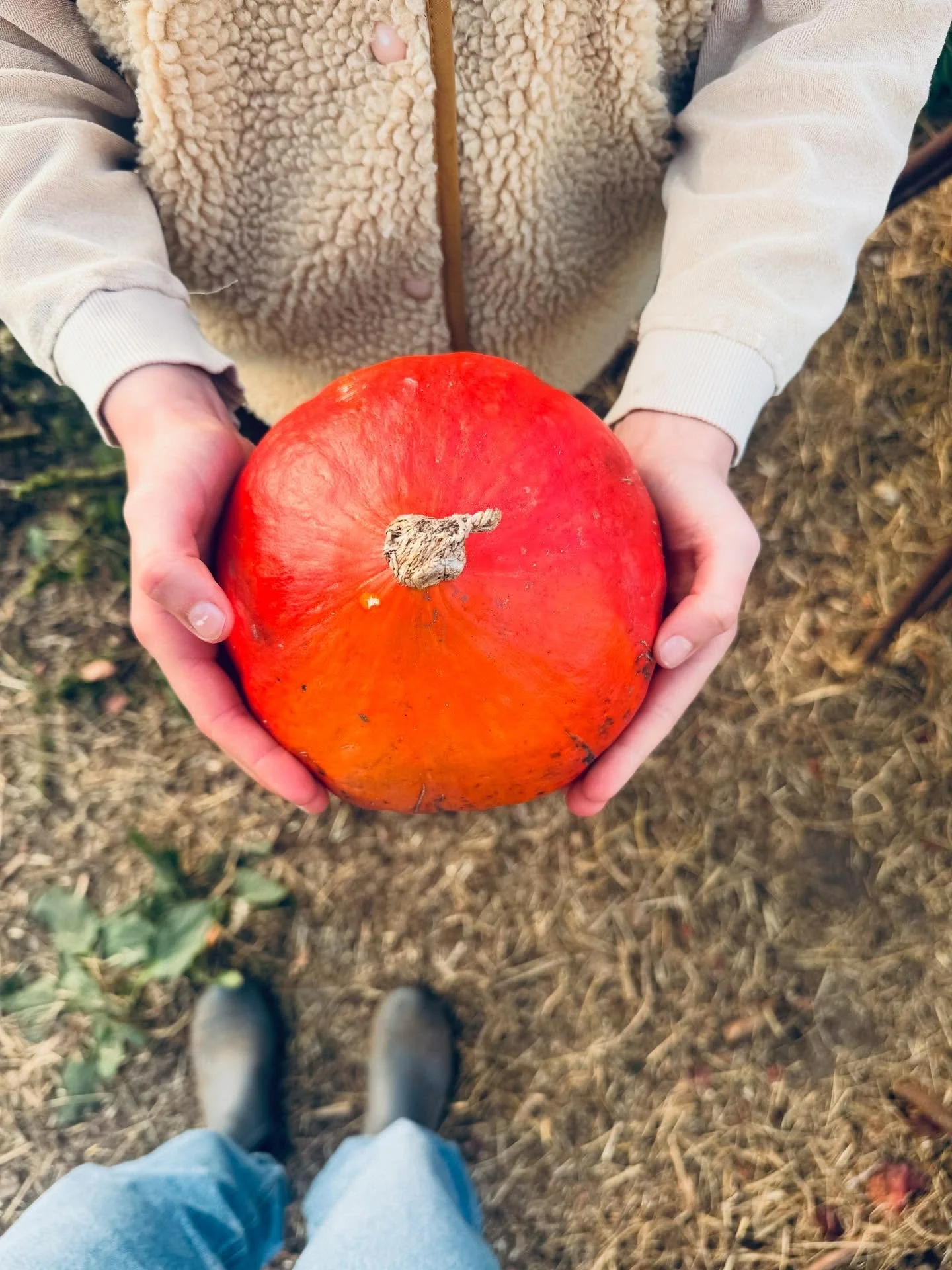 Een verzameling van beelden van afgelopen week. De laatste oogst van het land, blubberpaden met zonnestralen en scharrelende kippetjes op het erf. 

Hoe denk jij terug aan dit oogstseizoen? Welke momenten of groenten blijven jou bij?

Vers aan de Vec