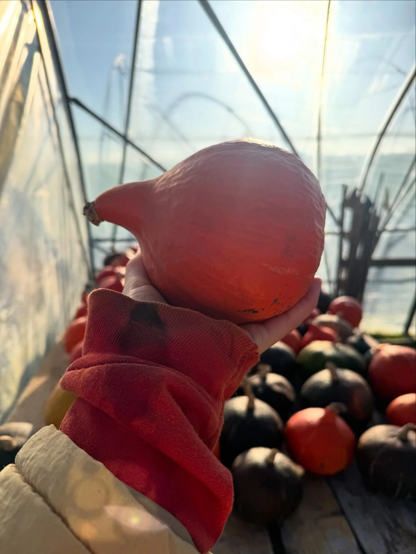 Onze tuin is in rust. Hier wat beelden van afgelopen week; de laatste prachtige stuks die geoogst werden eind november.

Zou jij volgend jaar ook een eigen (of gedeeld) oogst aandeel willen? Dat kan! Er zijn nog wat plekken beschikbaar voor het nieuw