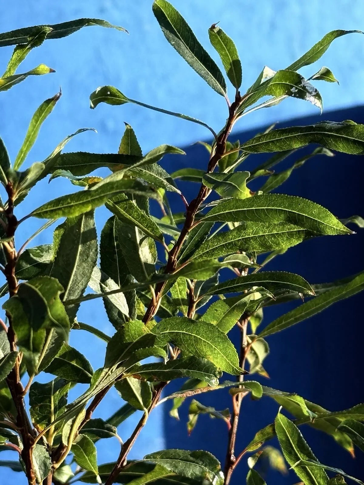 🌳Het eerste voedselbos in Weesp gaat van start! 🌳

Waarom zetten De Groene Griffioen - biologische boerderij en Vers aan de Vecht samen een voedselbos op? 
 
Wij geloven in een volhoudbare toekomst waarin natuur en voedselproductie elkaar versterke