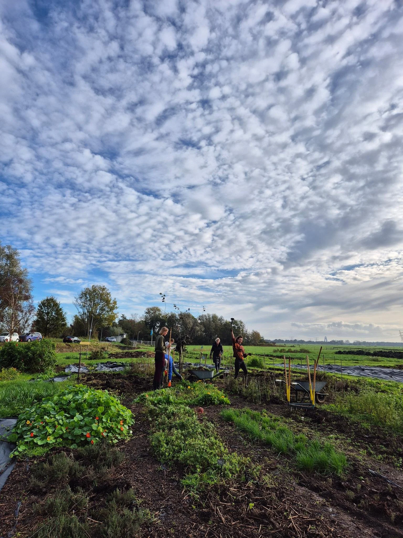Voedselbos klussen 4: aanplant wilde groenten en kruiden