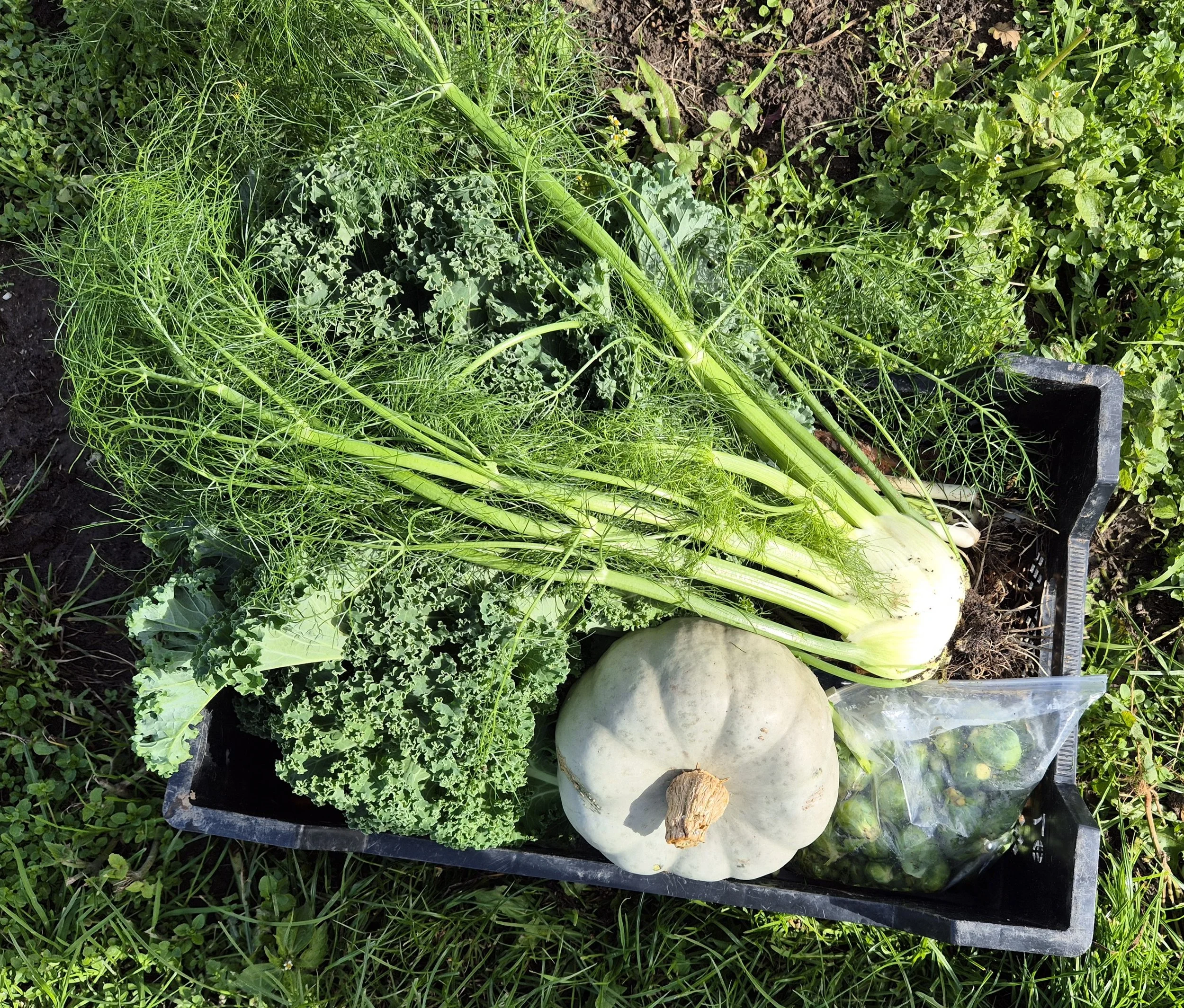 Kennismaking voor nieuwe plukkers op de tuin