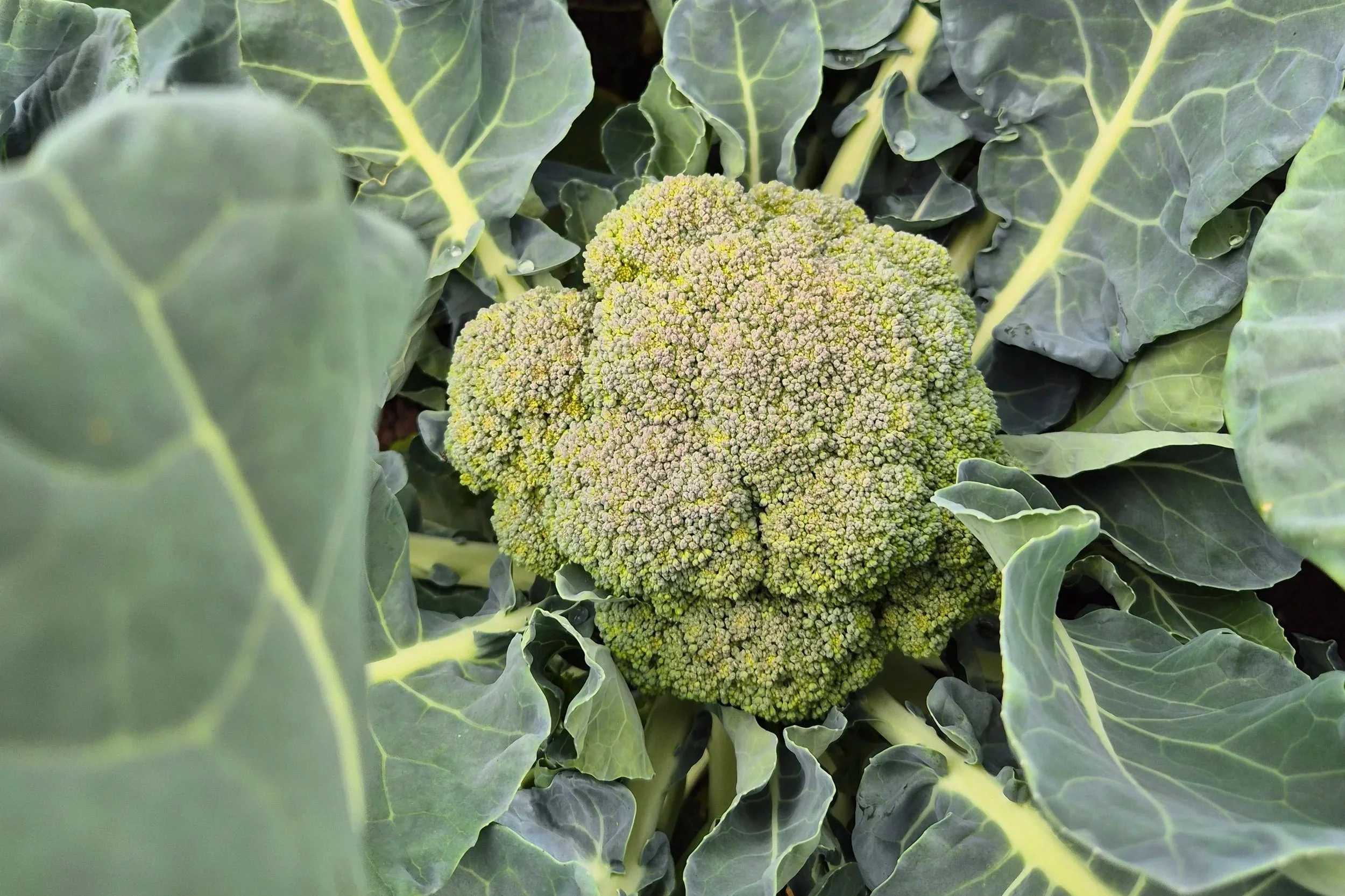 De Tuinders tafel diner bij de Groene Griffioen