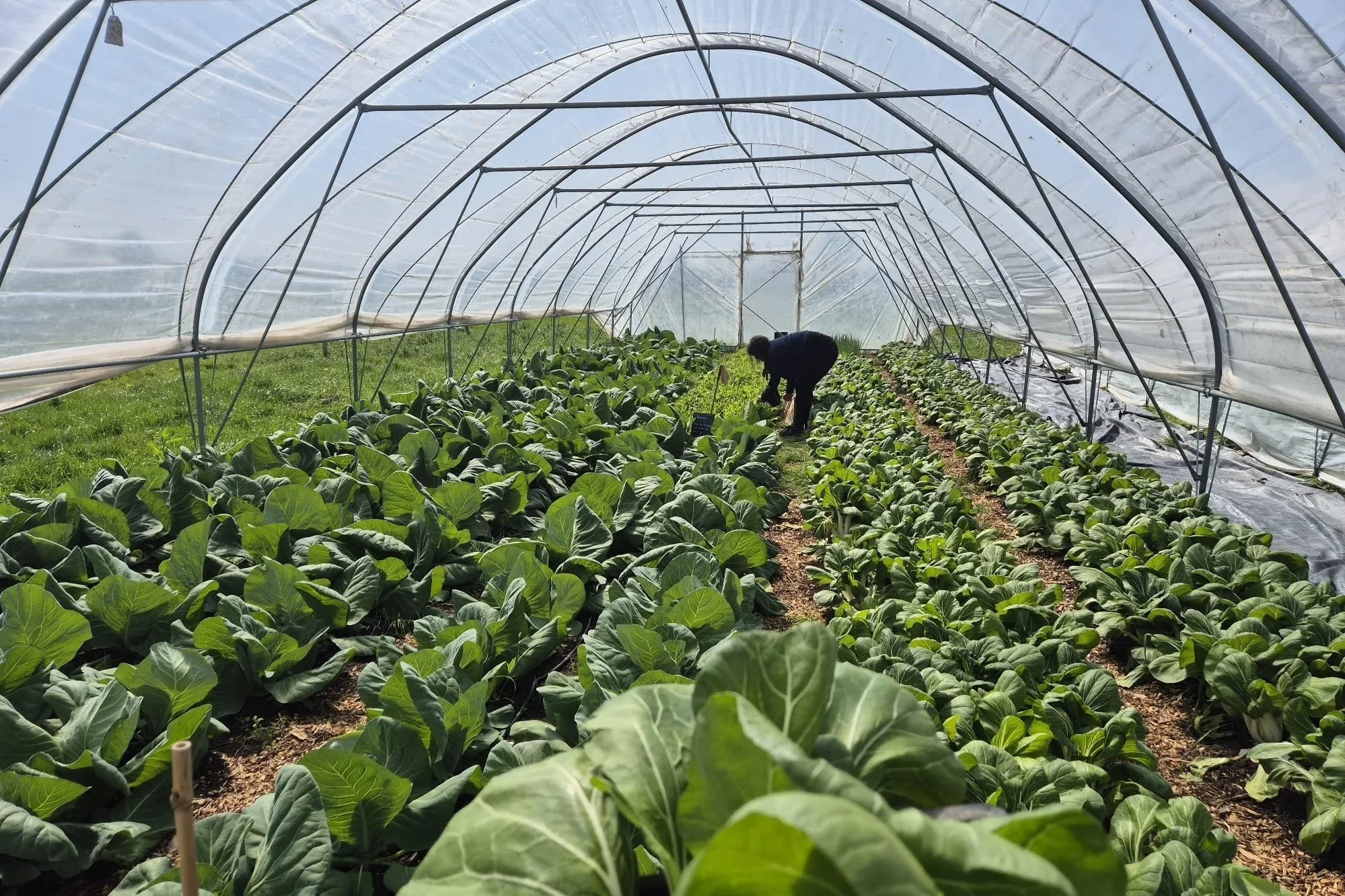 Kennismaking voor nieuwe plukkers op de tuin