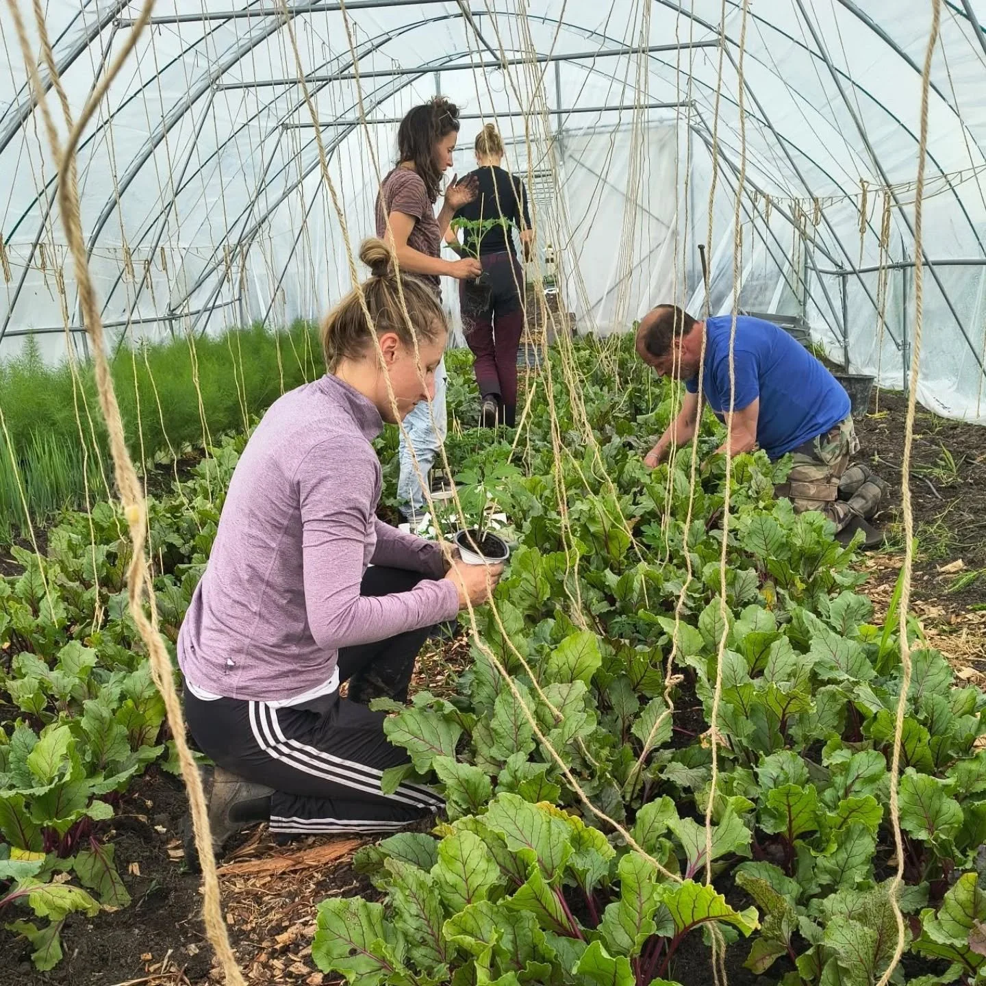 ☆ Bericht van de tuinders ☆

Deze week was het de week van de touwtjes!
Rosa, Rieneke en Sietske hebben een maand geleden al het grote voorwerk gedaan door alle touwtjes voor de tomatenplanten klaar te hangen in de kas. Deze week was het eindelijk zo