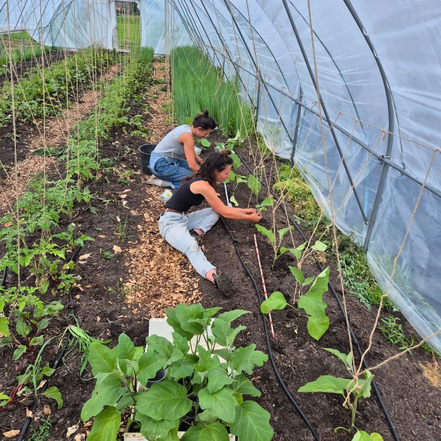 ~ Werken op de tuin in mei ~

Mei was een groeizame maand: er viel veel te oogsten, vooral in de kas maar langzaam steeds meer op het land. De kapucijners en tuinbonen bloeien, net als veel wilde planten. En ook de rest van de planten groeide als koo