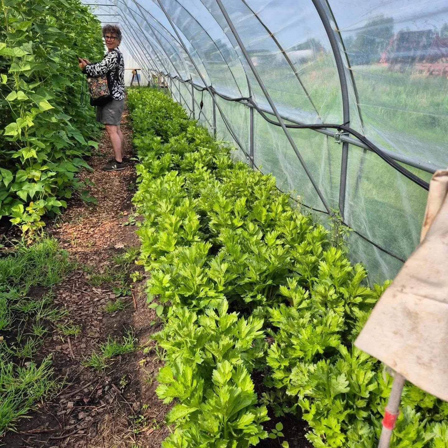 Kom jij eenmalig plukken?

Je kan nu een eenmalige plukkaart bij ons aanschaffen!
Zo kan je eenmalig komen plukken inclusief bloemen!
Ben jij benieuwd naar onze tuin en hoe het oogsten in zijn werk gaat? Of wil je graag lid worden, maar twijfel je no