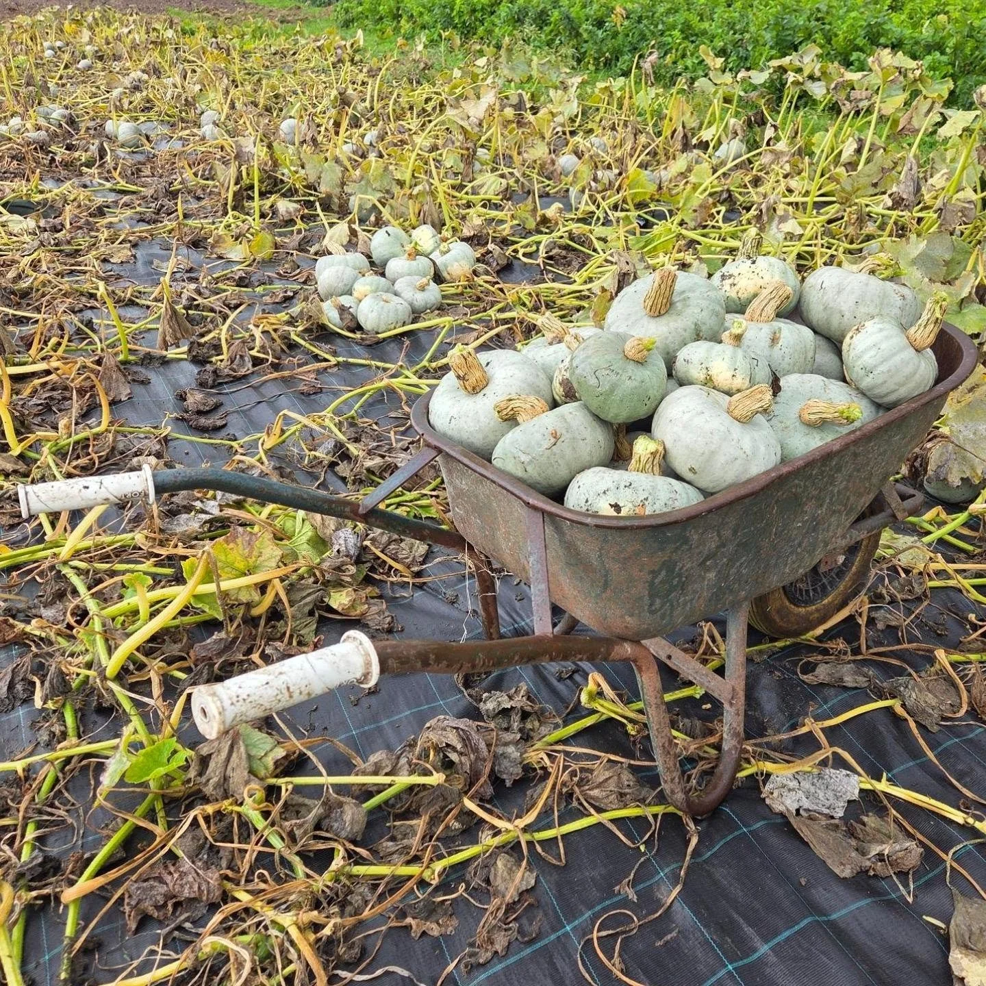De herfst maakt langzaam zijn intrede op de tuin.
De lang verwachte regen geeft gelijk een ander gevoel. Fris, groen en zo nodig voor de tuin.
Maar de droogte was voor sommige gewassen juist goed! De knolgewassen en aardappels zijn groot groters groo