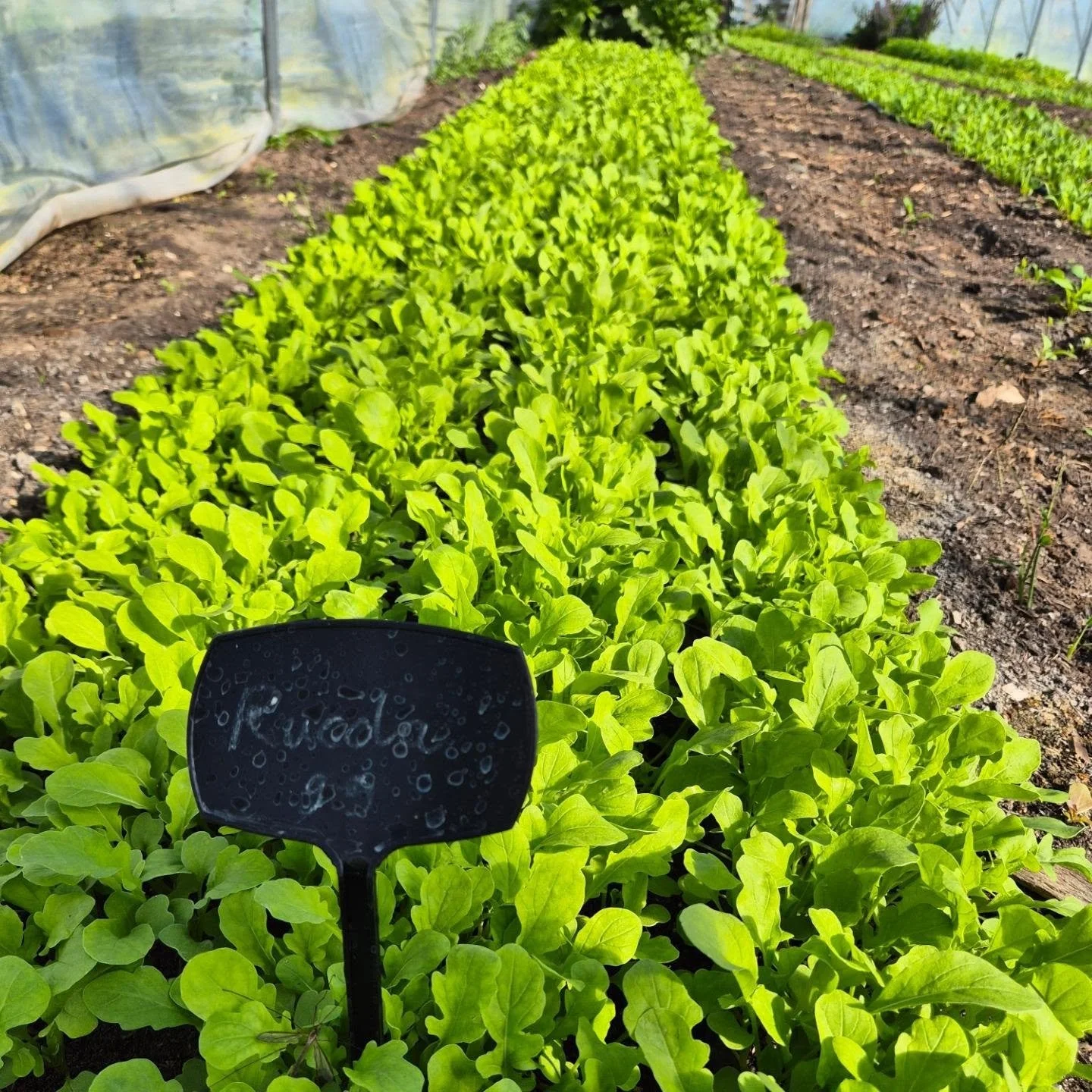 Herfstlicht.

Prachtig mooi herfstlicht op de tuin.
De zon hangt lager, maar is er zeker nog! 
In de kas is er nieuwe spinazie gezaaid en rucola, zodat we die straks ook nog kunnen oogsten.

De pompoenen liggen prachtig gestapeld..met een bordje 'gee