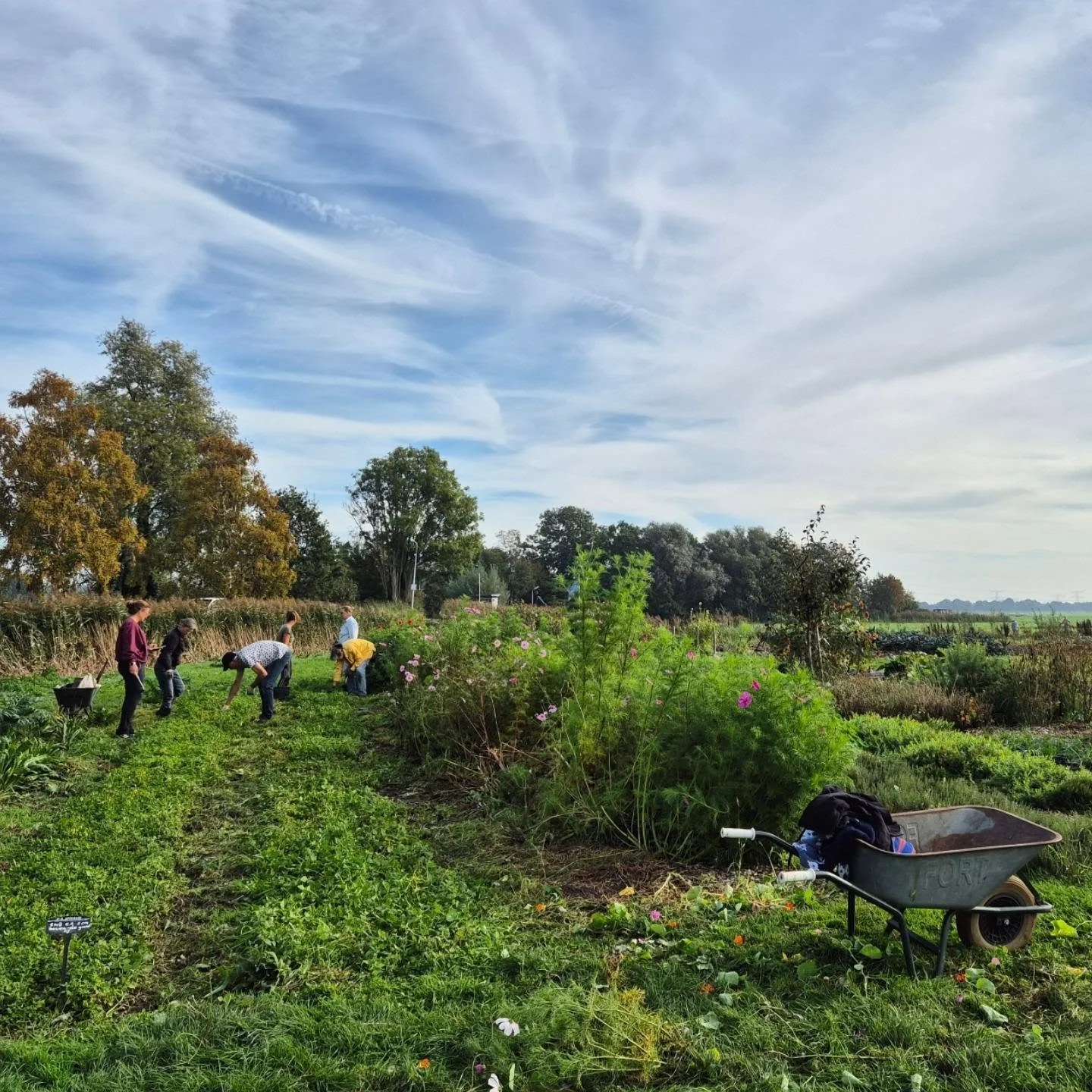 September, de maand waarin de courgette zijn gestopt, na 11 weken!
Door koudere nachten en valse meeldouw, hoort er bij, het is een soort verouderingsproces (zie het als rimpels en grijze haren). Het einde van de courgette oogst voelt als een soort a