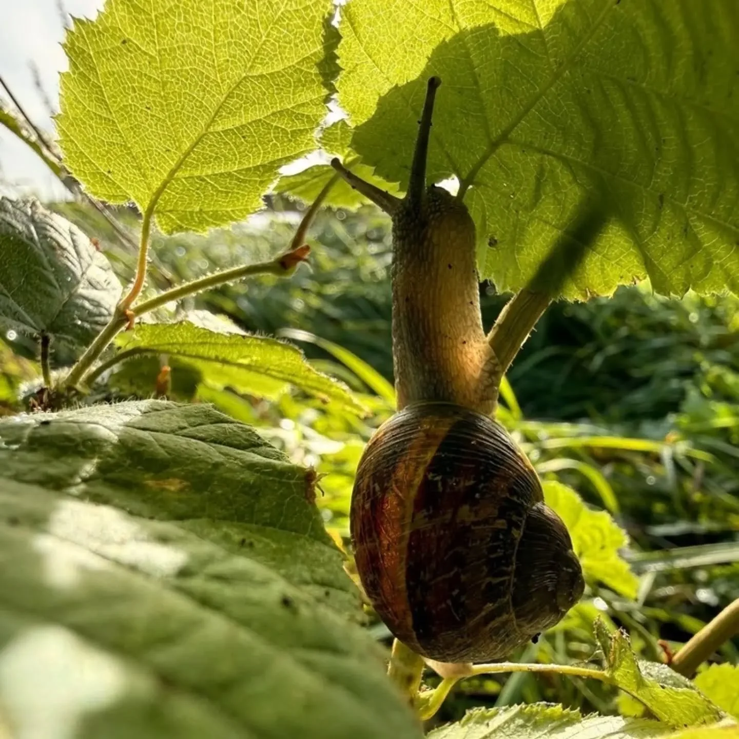 Herfst voedselbos update.

Ik probeer &rsquo;s ochtends altijd even een wandeling door het voedselbos te maken voordat we aan de slag gaan. 
Afgelopen vrijdag leverde de ochtenddauw mooie beelden op van ijverige, georganiseerde en soms ook wat chaoti