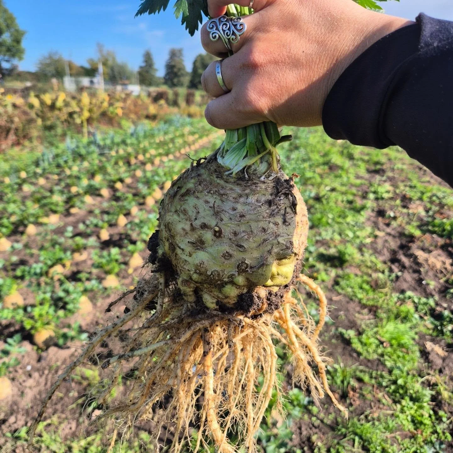 Oogst bij ons op het land!

Nu het nieuws over lege supermarktschappen snel verspreid, voelen we op de pluktuin even extra hoe fijn het is om zelf onze groenten te kweken en oogsten!

Het biojournaal deelde ook een artikel hierover, hoe afhankelijk r
