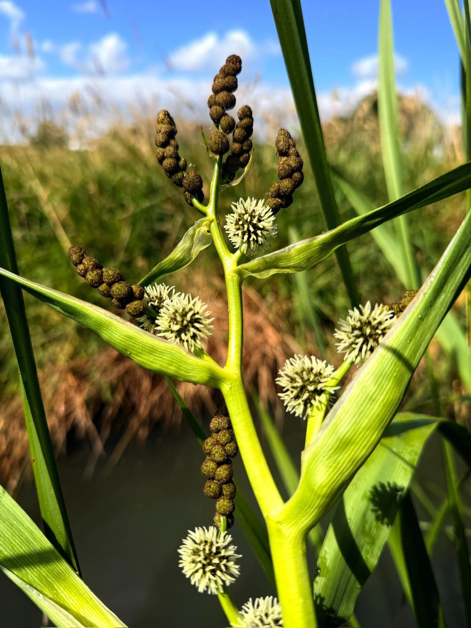 plant voedselbos.jpg