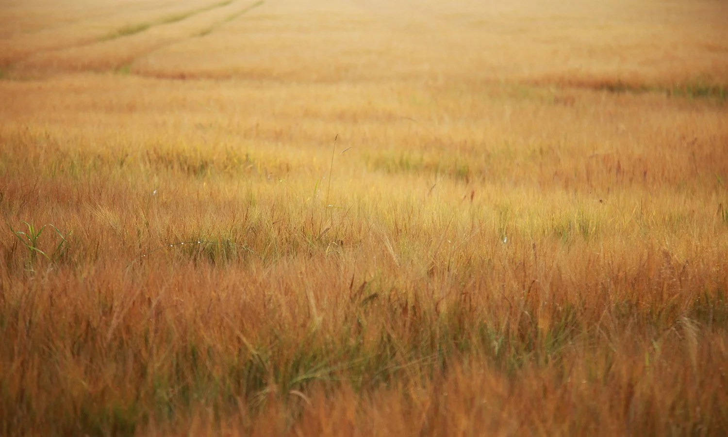 Barley01.jpg