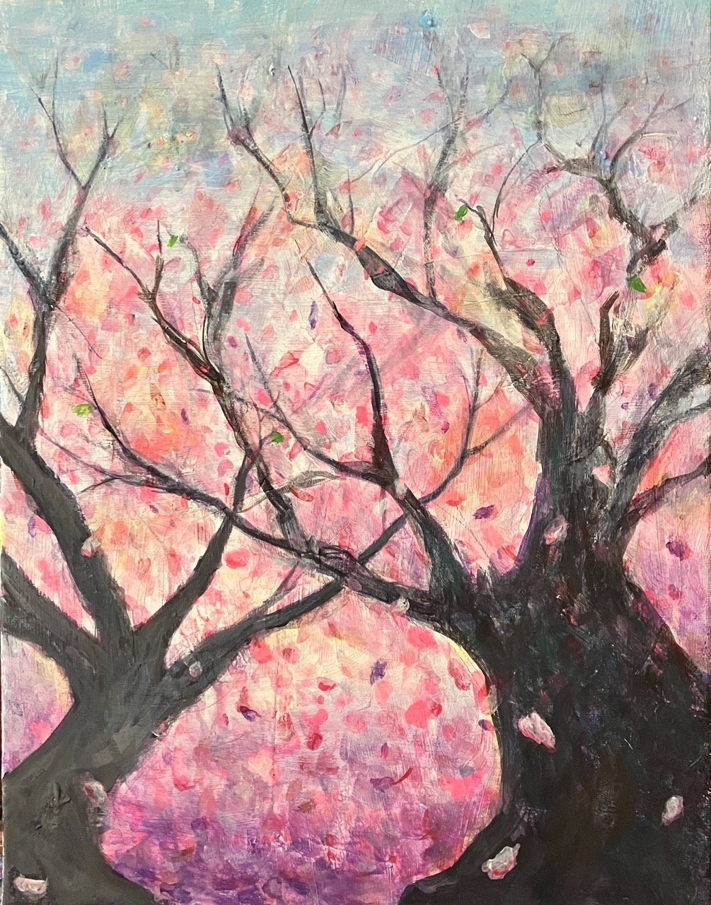 Falling cherry blossoms 