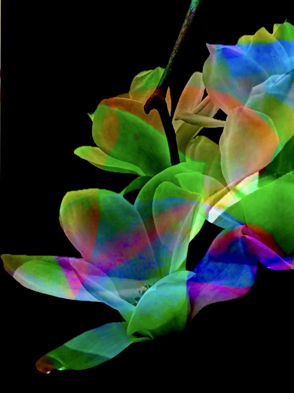 Magnolia