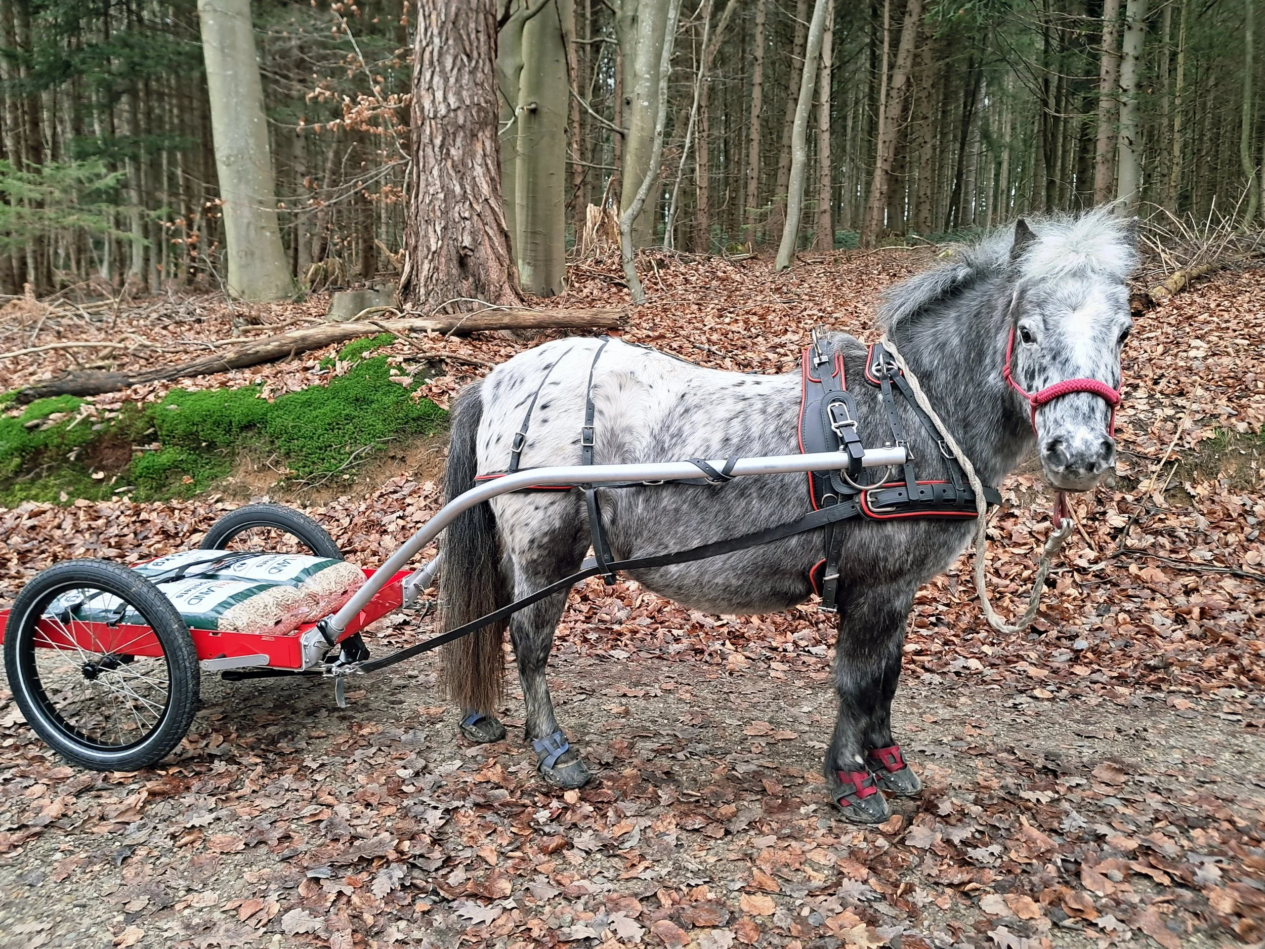 Ein zum Pony-Zugwagen umgebauter Fahrradanhänger mit speziell gebogenem Zuggestänge.