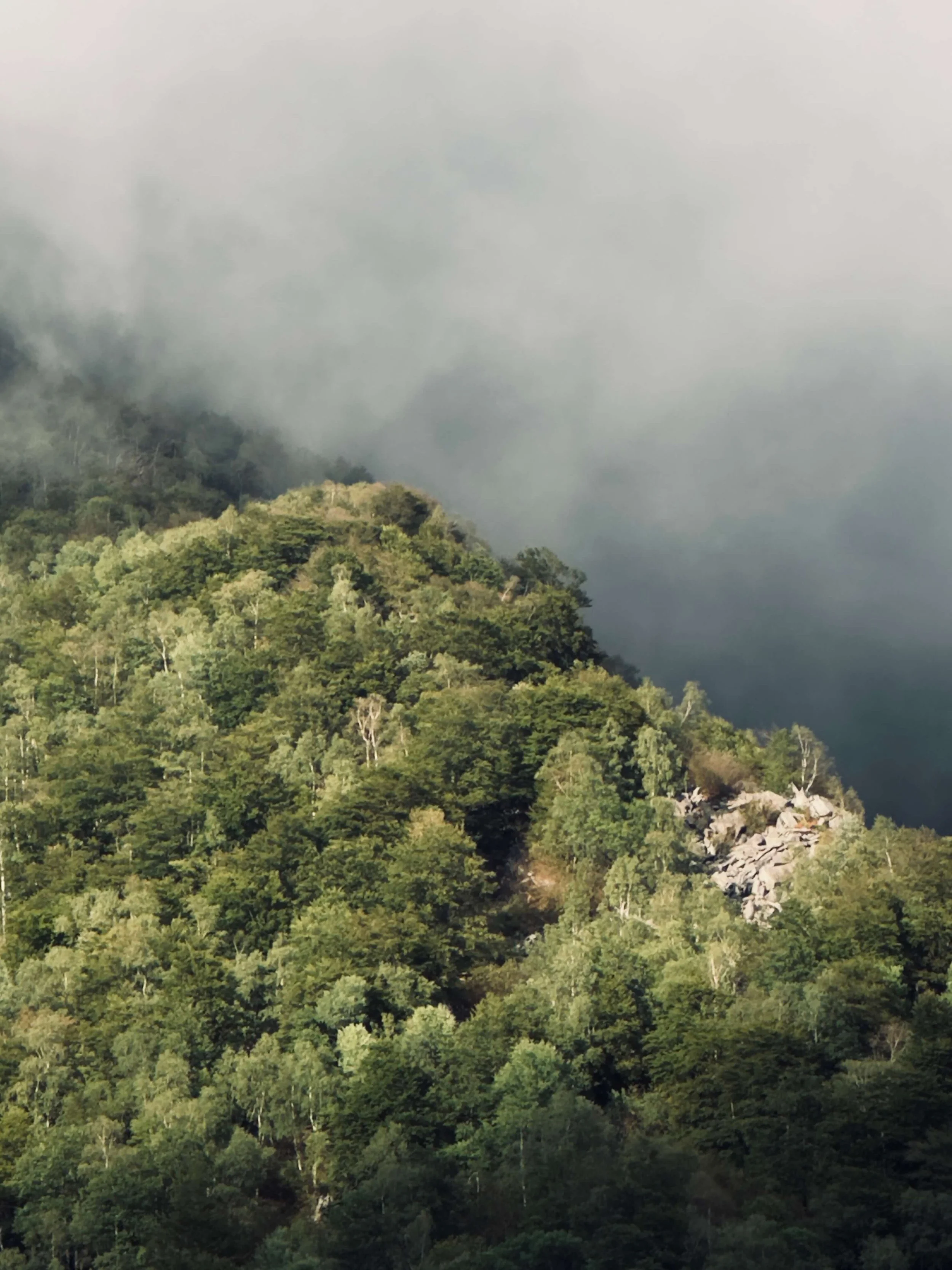 Late summer tree colours in the Cervo Valley