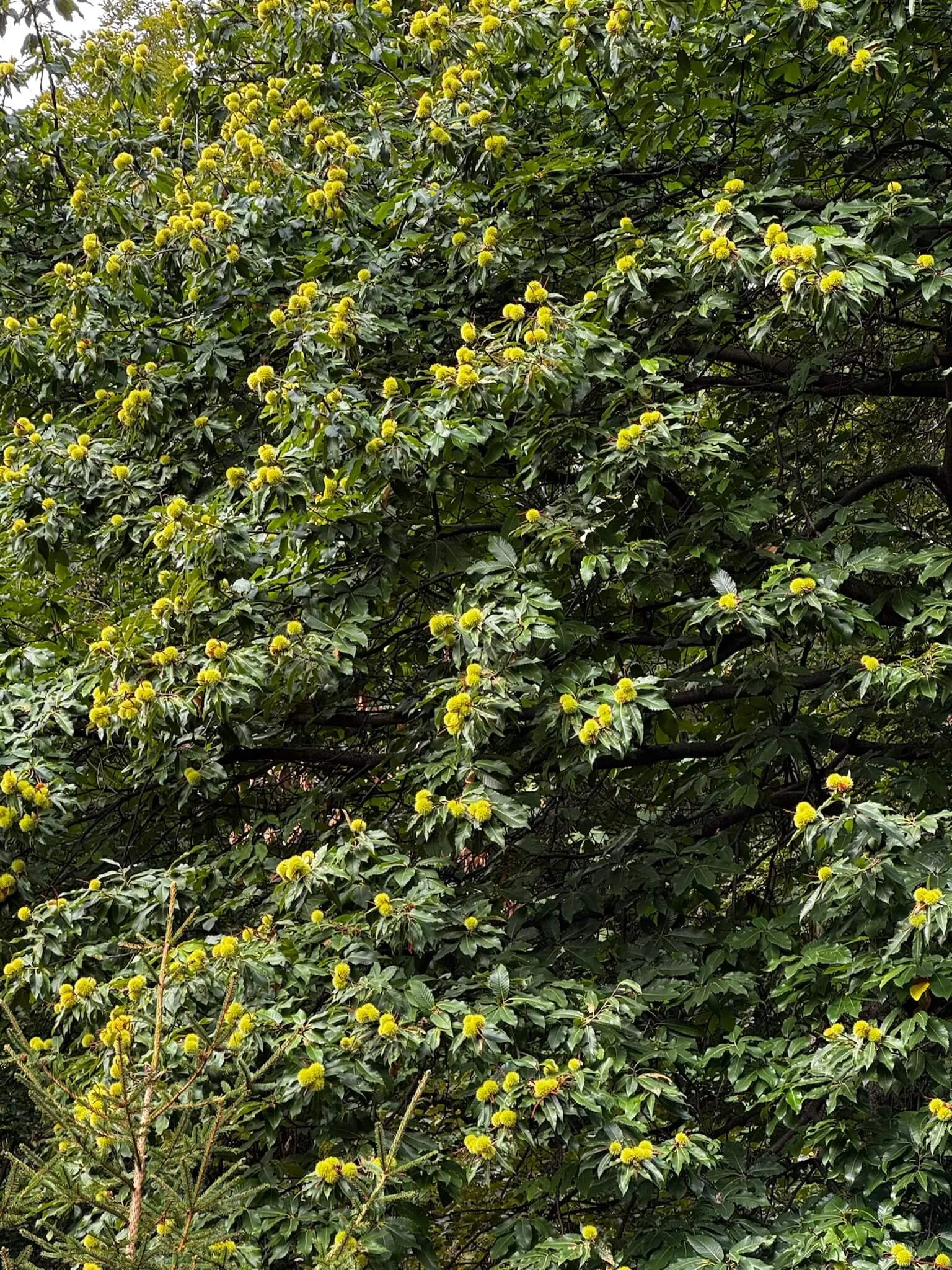 chestnuts on the trees
