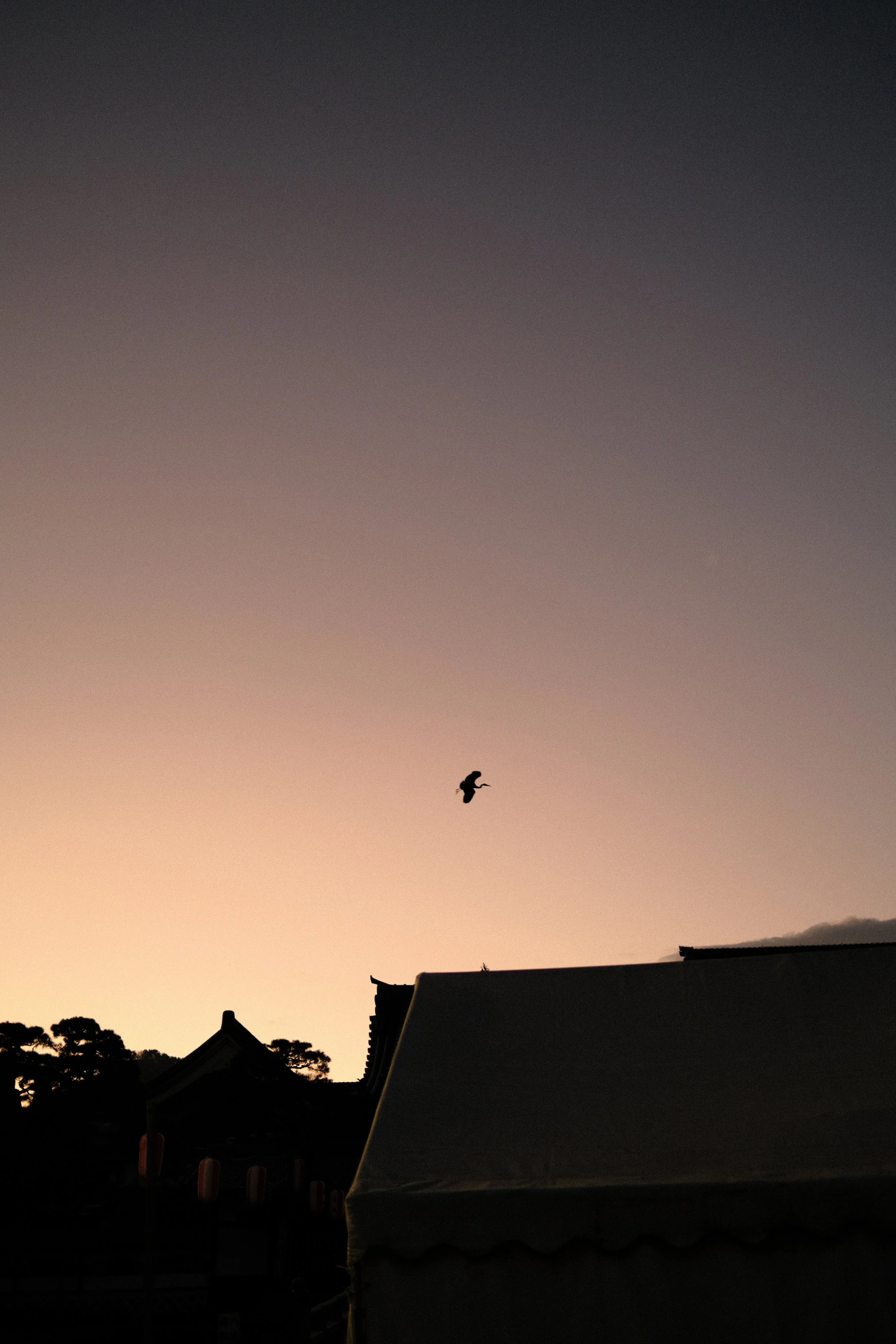 Bird flying at sunset over traditional Asian-style rooftops and trees.