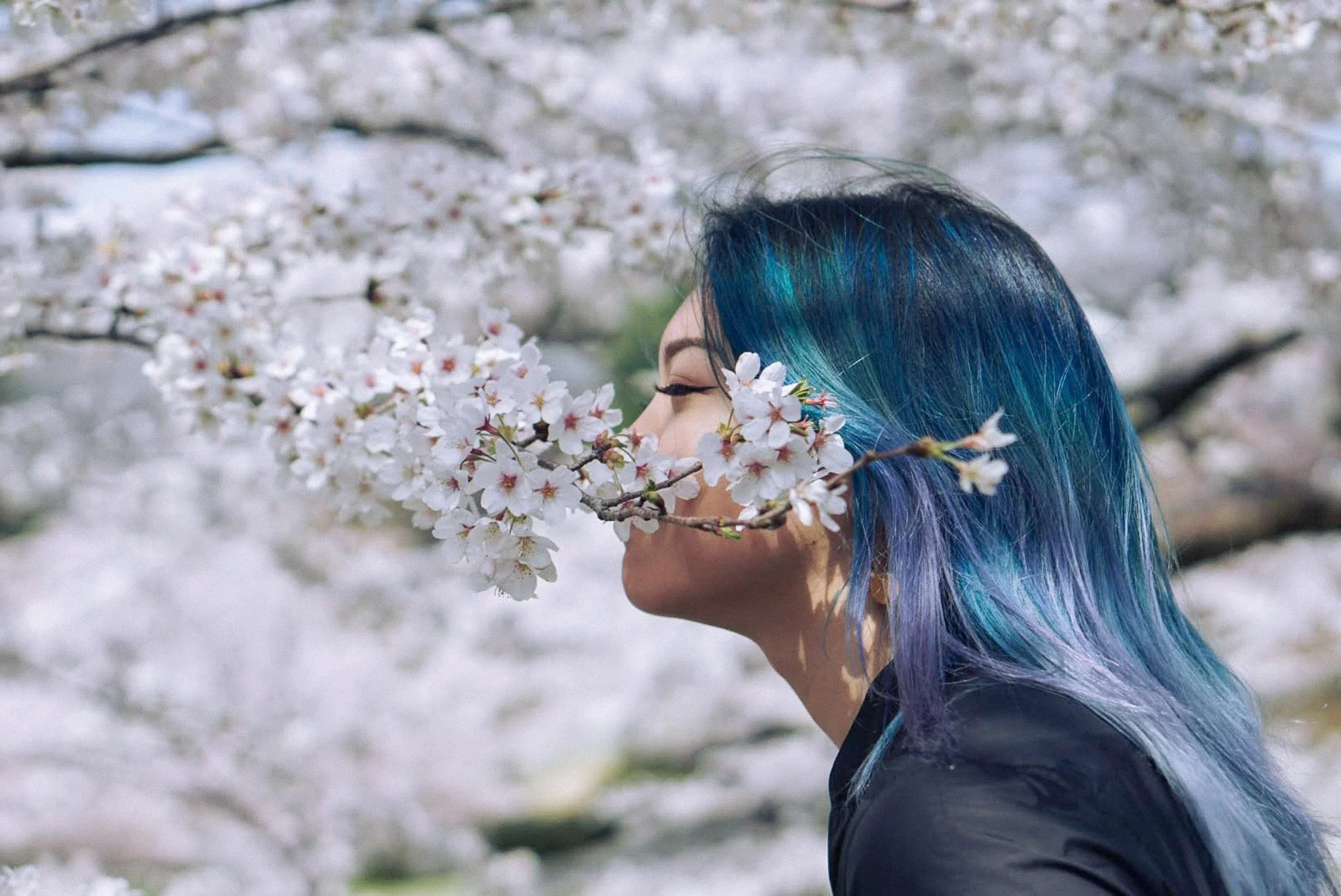 A woman with multicolored hair smelling cherry blossoms in springtime.
