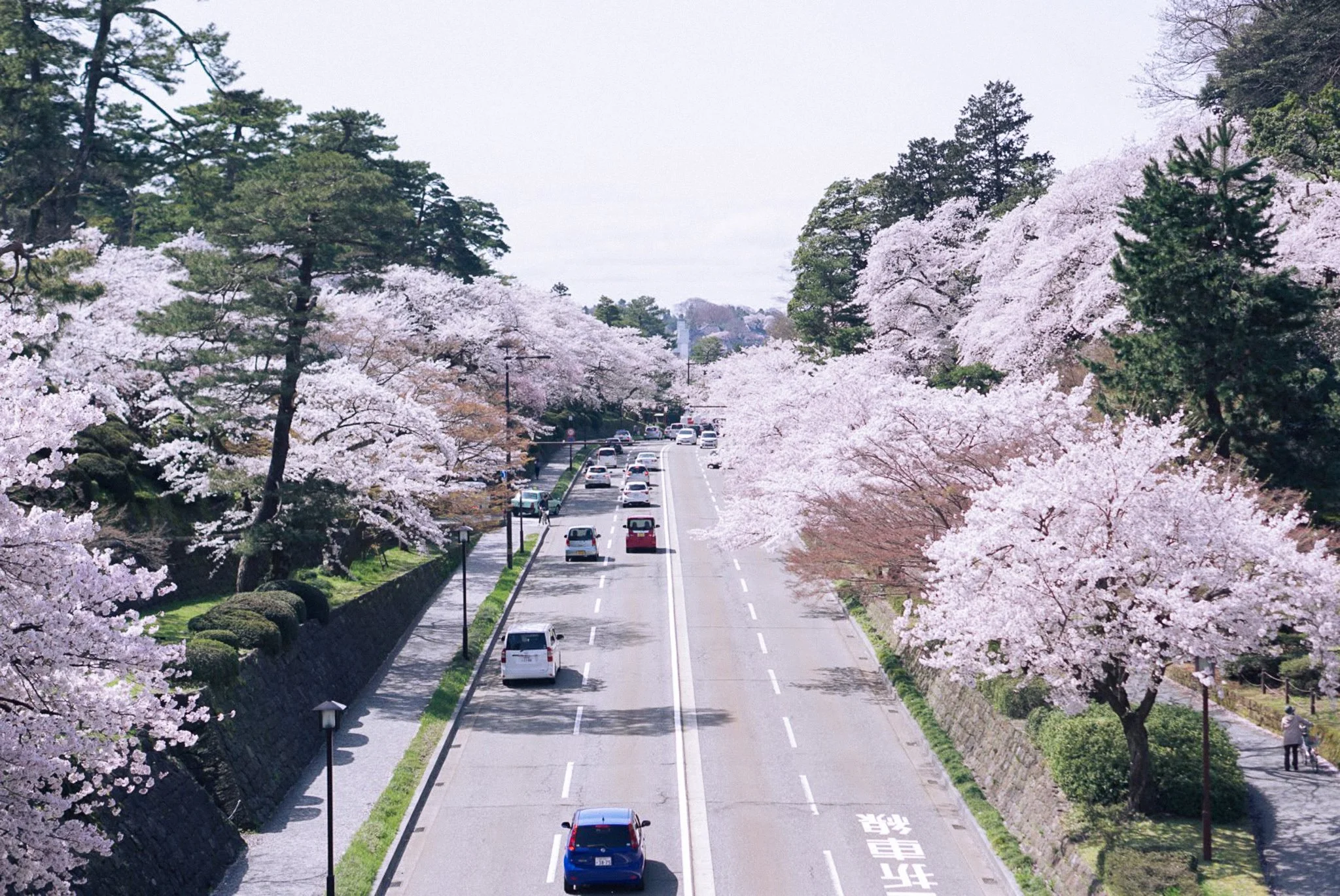 A street lined with cherry blossom trees in full bloom on both sides, with cars driving and parked along the road, while pedestrians walk on the sidewalks under the pink flowers.