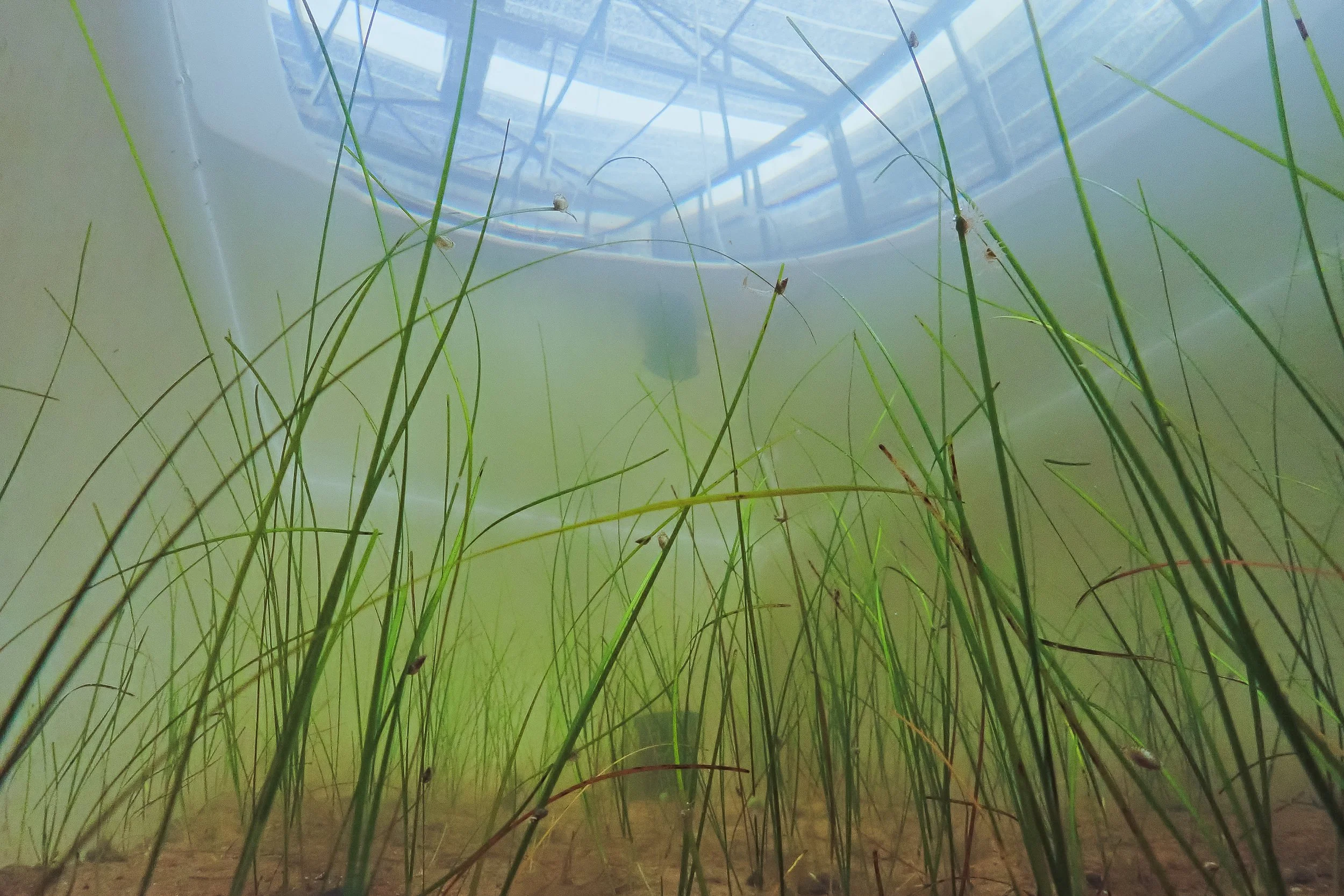 Dugongs Thailand_Mailee Osten-Tan-16.jpg