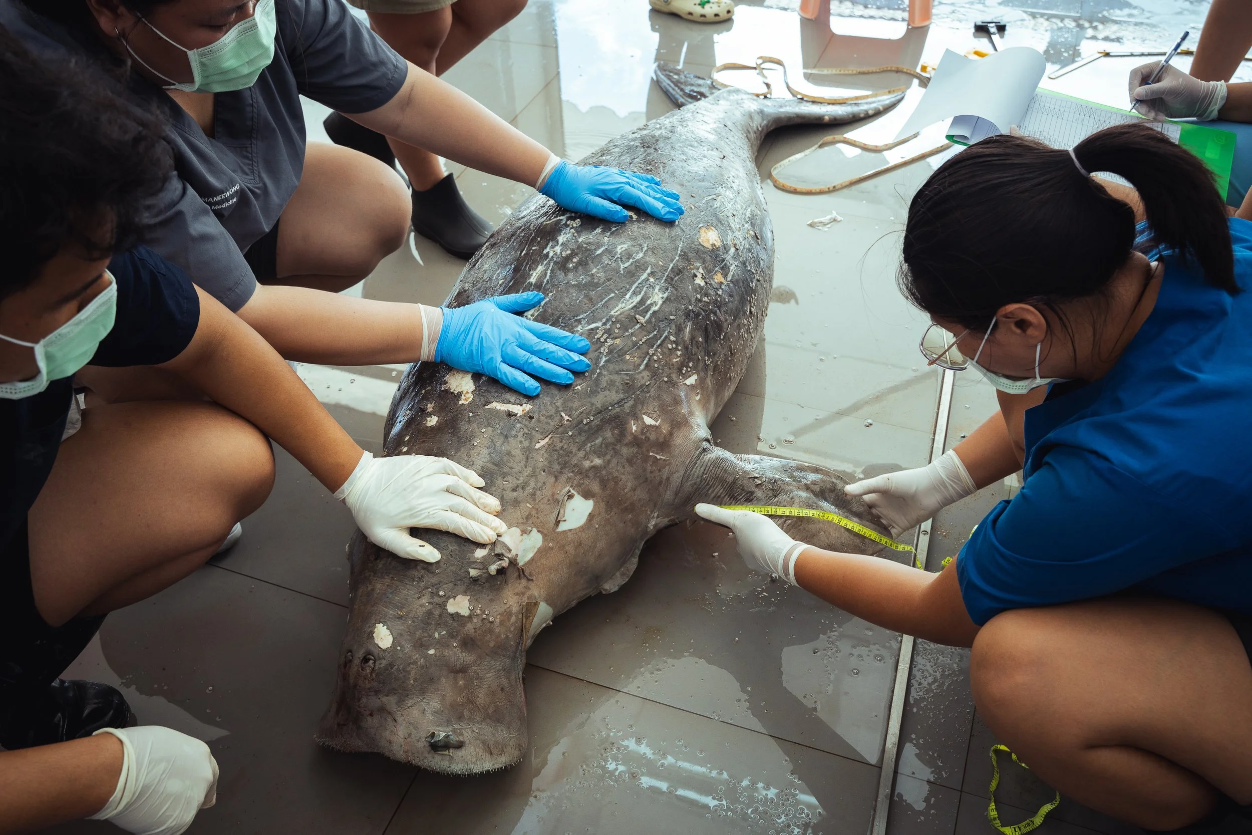 Dugongs Thailand_Mailee Osten-Tan-27.jpg