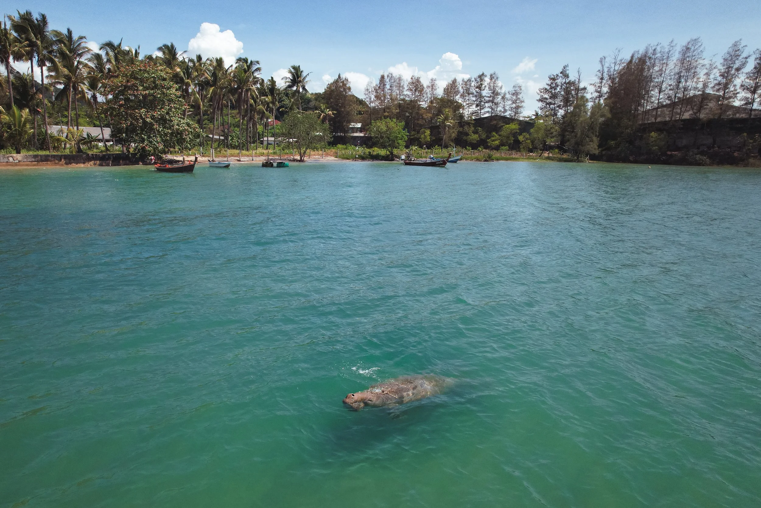 Dugongs Thailand_Mailee Osten-Tan-08.jpg