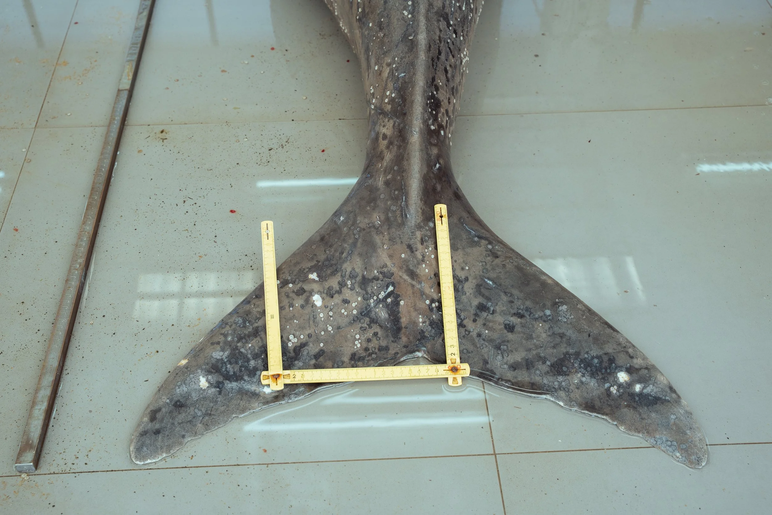 Dugongs Thailand_Mailee Osten-Tan-24.jpg