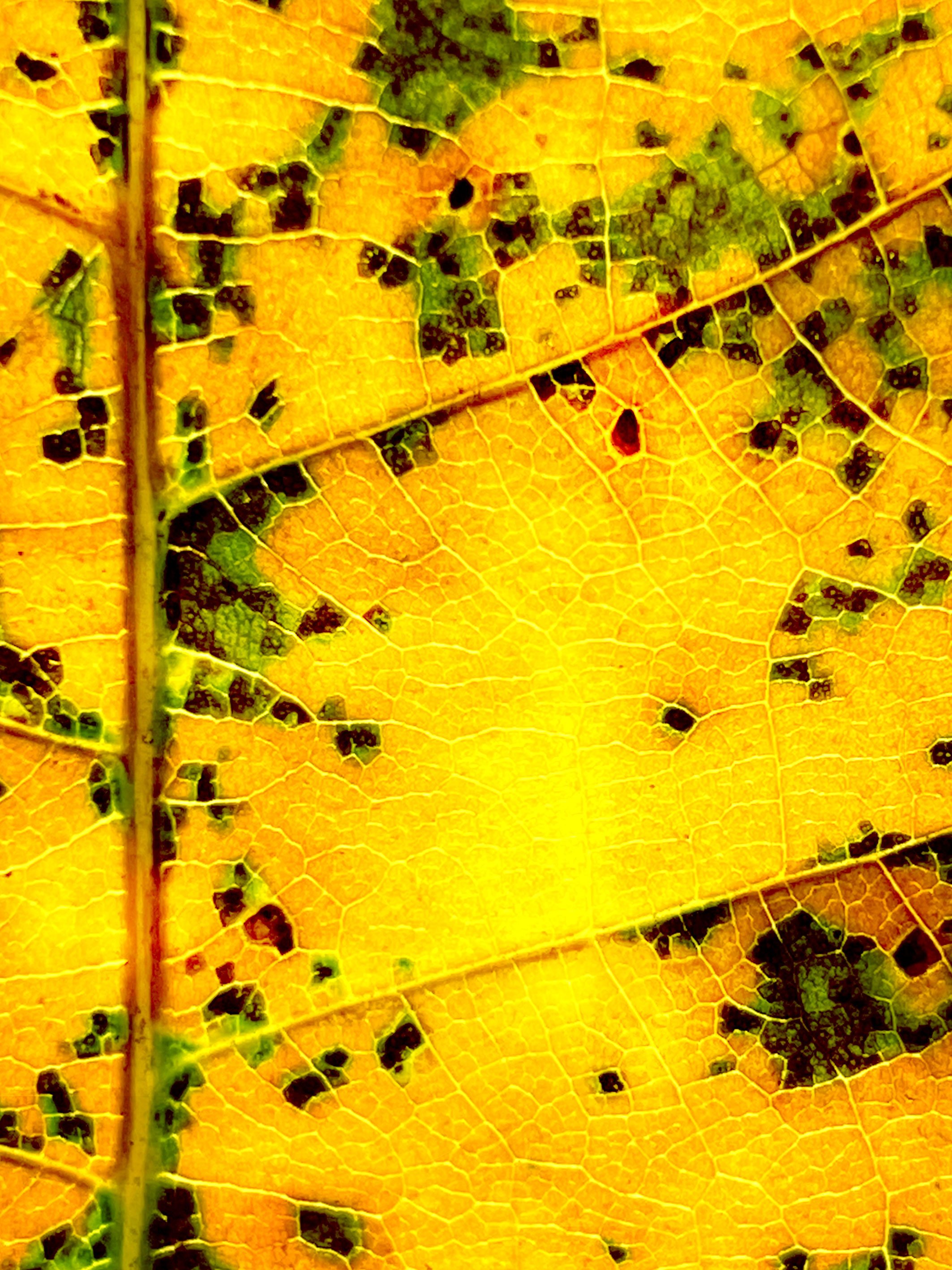 FEUILLE-OR-ET-MARRON-VERSION-PLUS-JAUNE-++SERIE-PLEX-copie.jpg