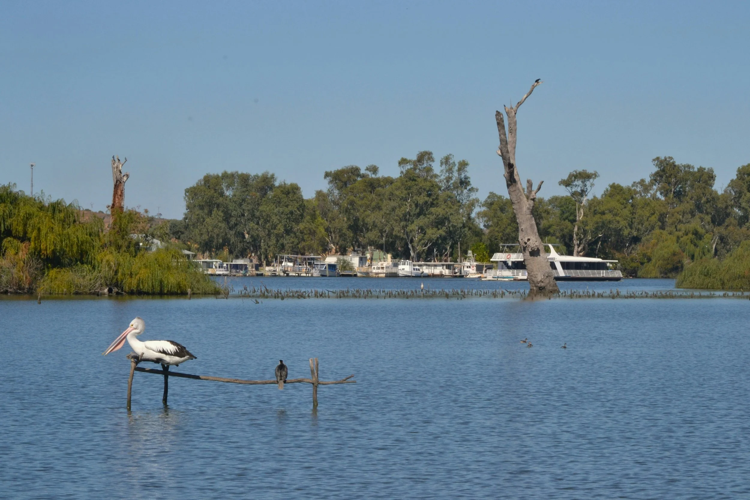 Mid Murray Support Service Reflects on a Year of Resilience and Community Support