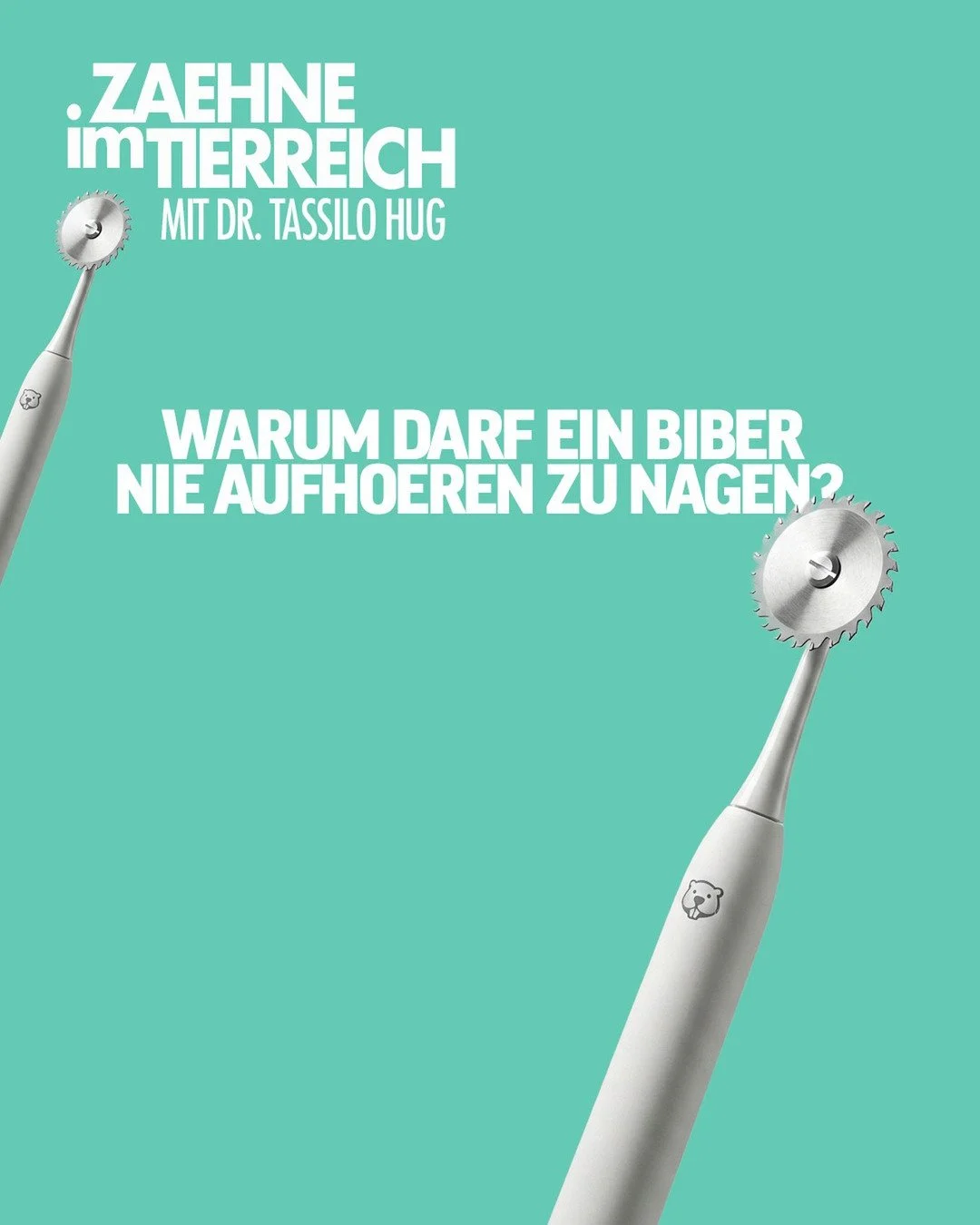 𝐇𝐨̈𝐫 𝐧𝐢𝐞𝐦𝐚𝐥𝐬 𝐚𝐮𝐟 𝐳𝐮 𝐧𝐚𝐠𝐞𝐧! ​ 🦫
Auf den ersten Blick wirkt der Biber friedlich, doch seine gro&szlig;en Schneidez&auml;hne verraten es: Der kann ordentlich zubei&szlig;en! Ein ausgewachsener Biber hat 20 Z&auml;hne, die lebenslang