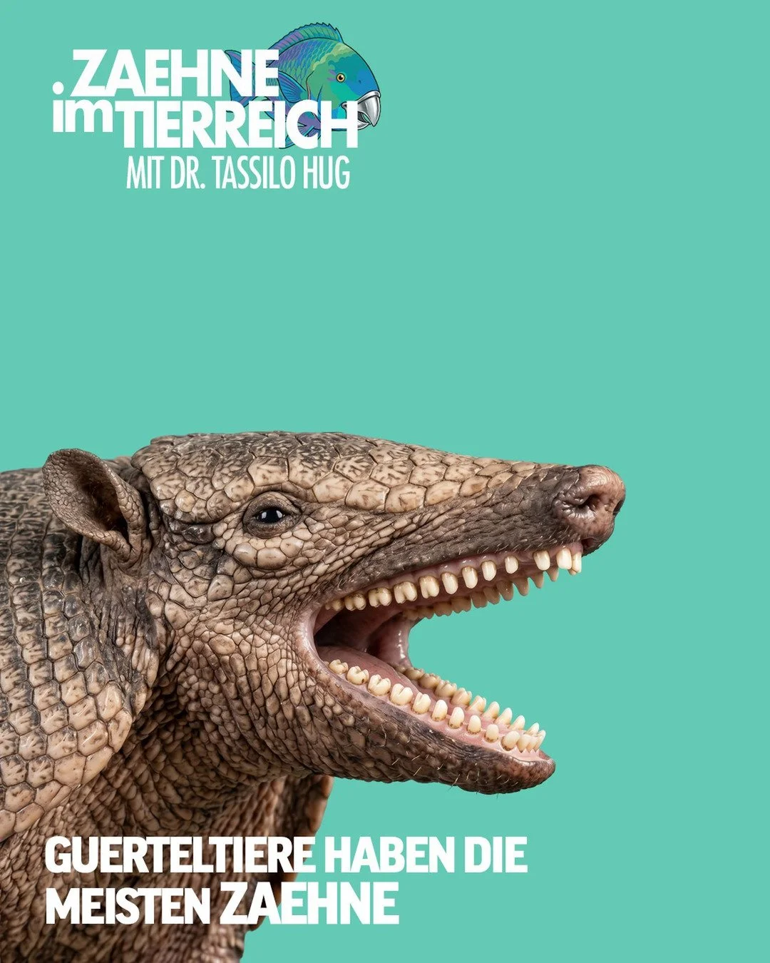 𝐑𝐞𝐤𝐨𝐫𝐝 𝐢𝐦 𝐌𝐚𝐮𝐥 
W&auml;hrend wir Menschen mit 32 Z&auml;hnen gut durchs Leben kommen, legt das G&uuml;rteltier die Messlatte deutlich h&ouml;her: Mit bis zu 104 Z&auml;hnen h&auml;lt es unter den S&auml;ugetieren den Rekord.
​
Das Spannen