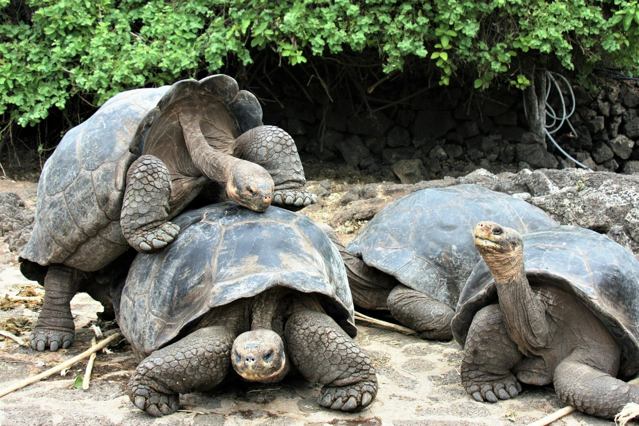 Four Galápagos giant tortoises on a rocky ground with green bushes in the background.