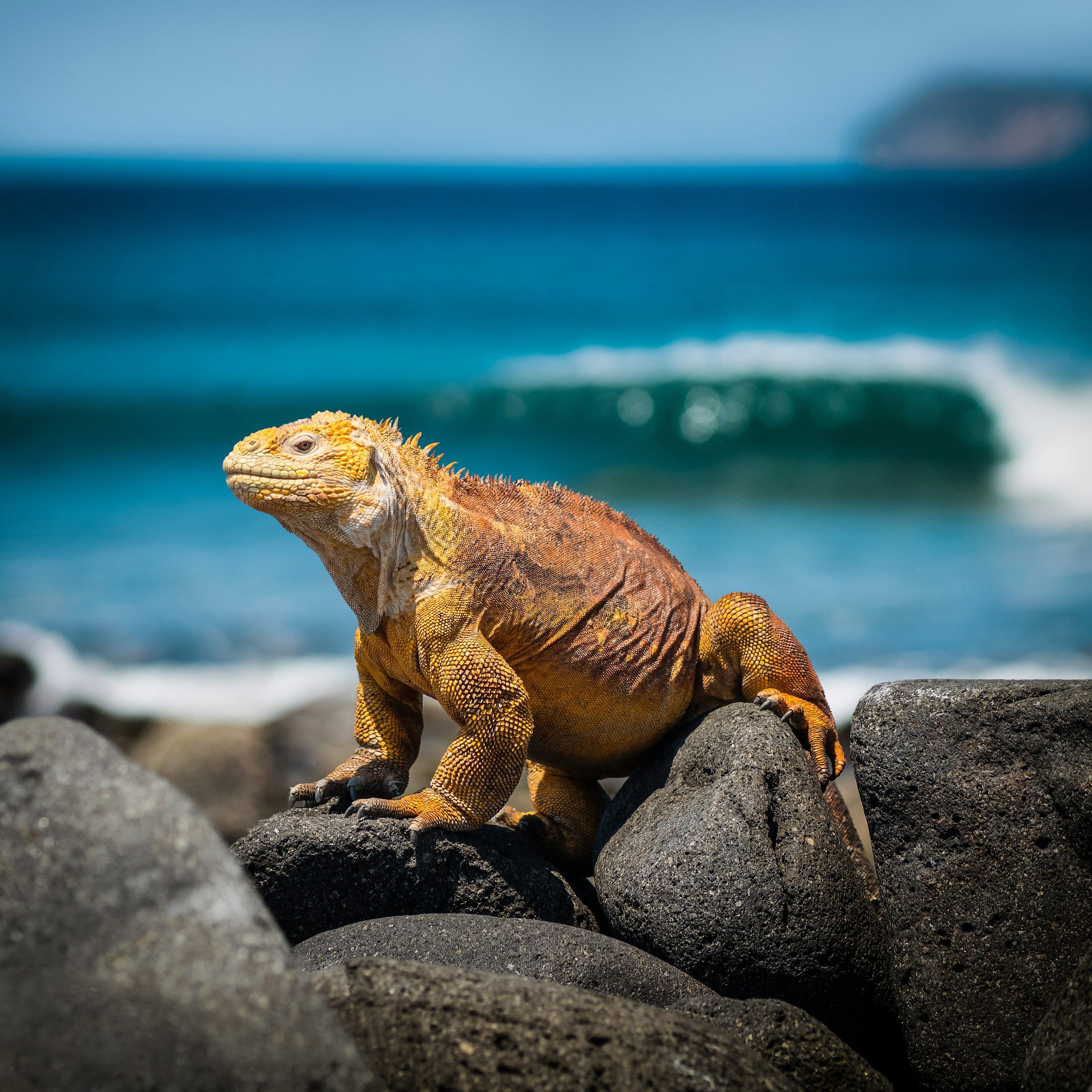 A colored iguana sitting on black rocks near the ocean with blue water and distant land in the background.