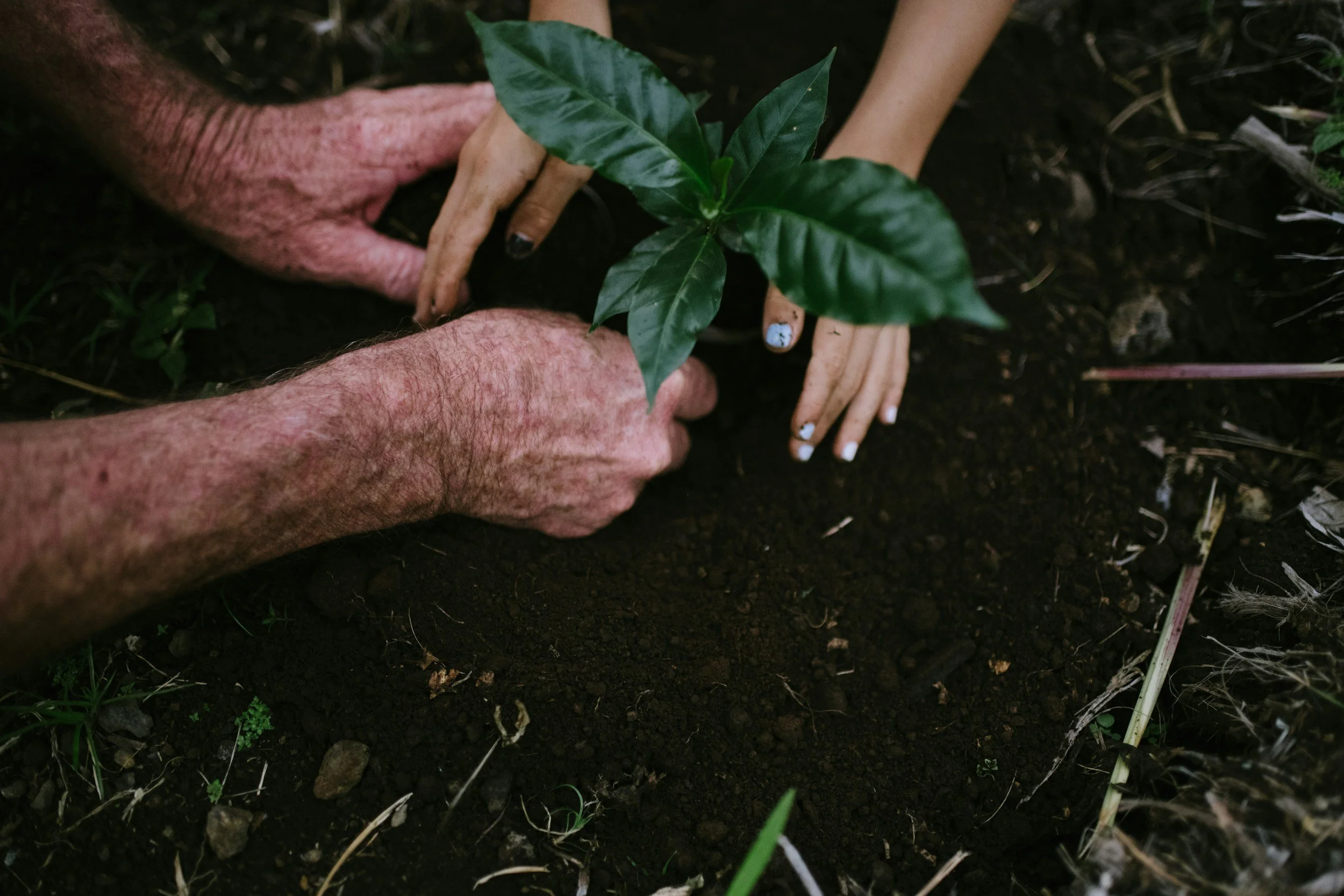 Two hands, an older person's hand and a younger person's hands, plant a young green plant with broad leaves into black soil.