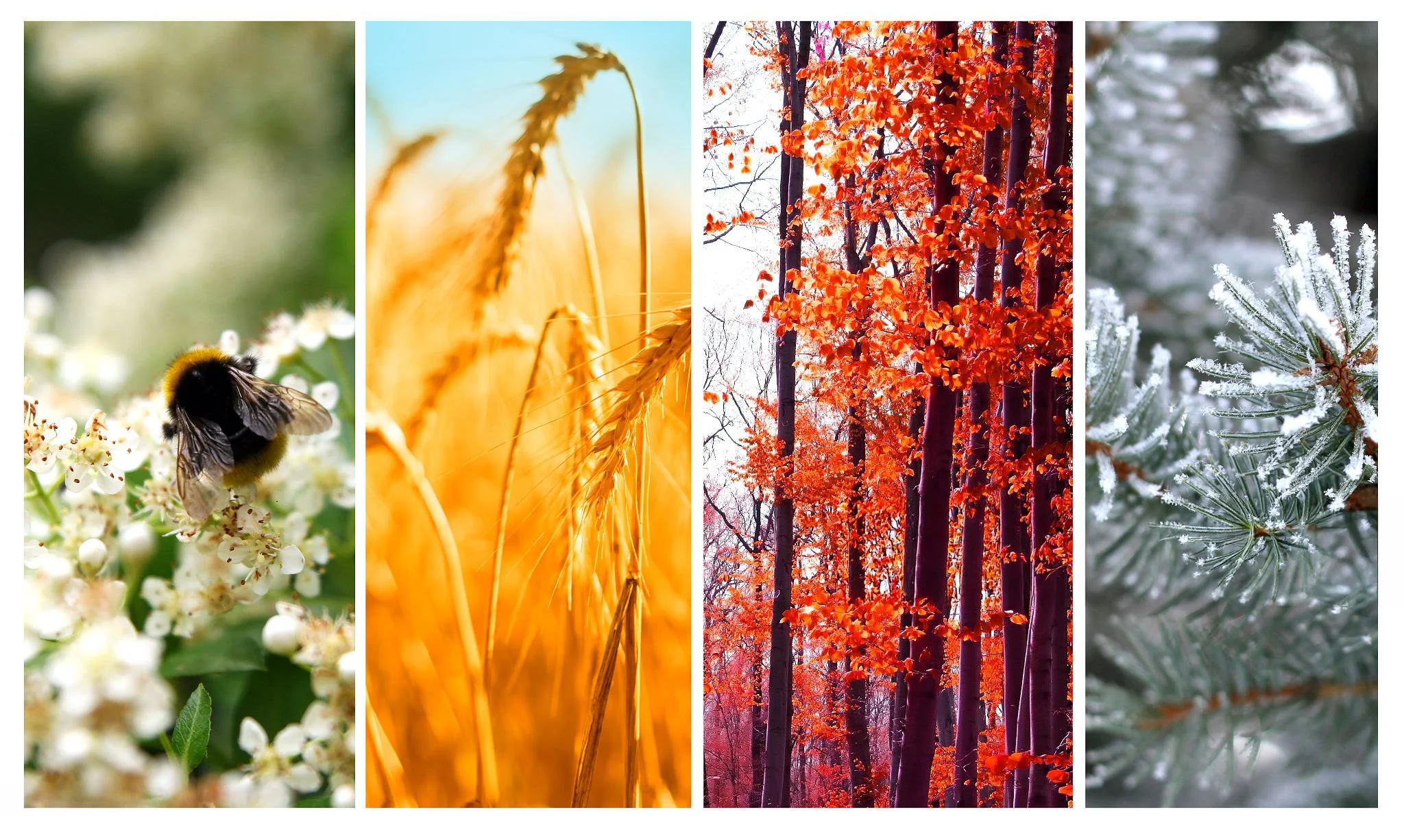 The Beauty of Seasons
